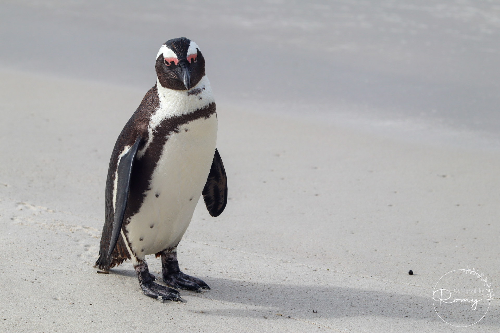 African penguin