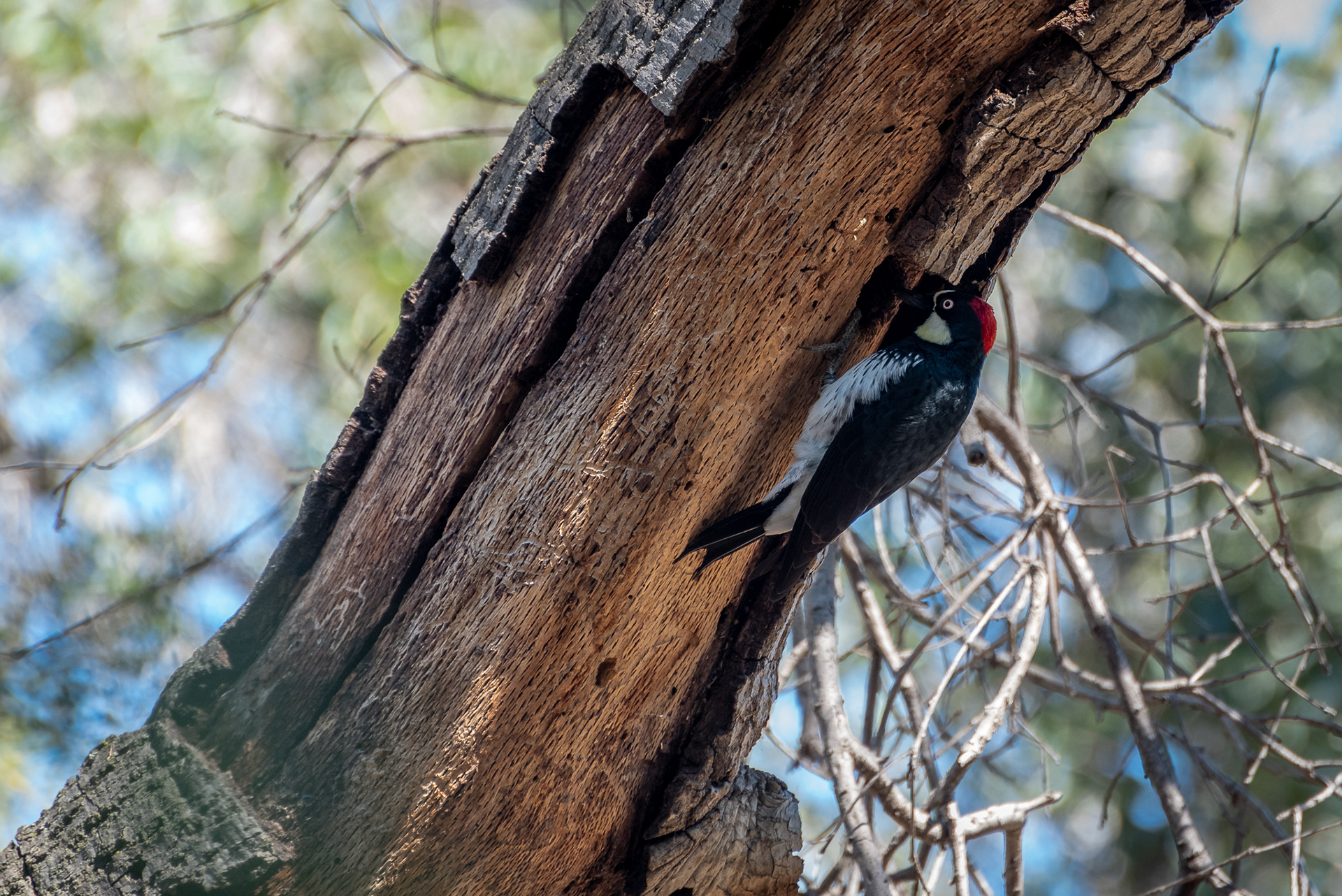 Acorn Woodpecker