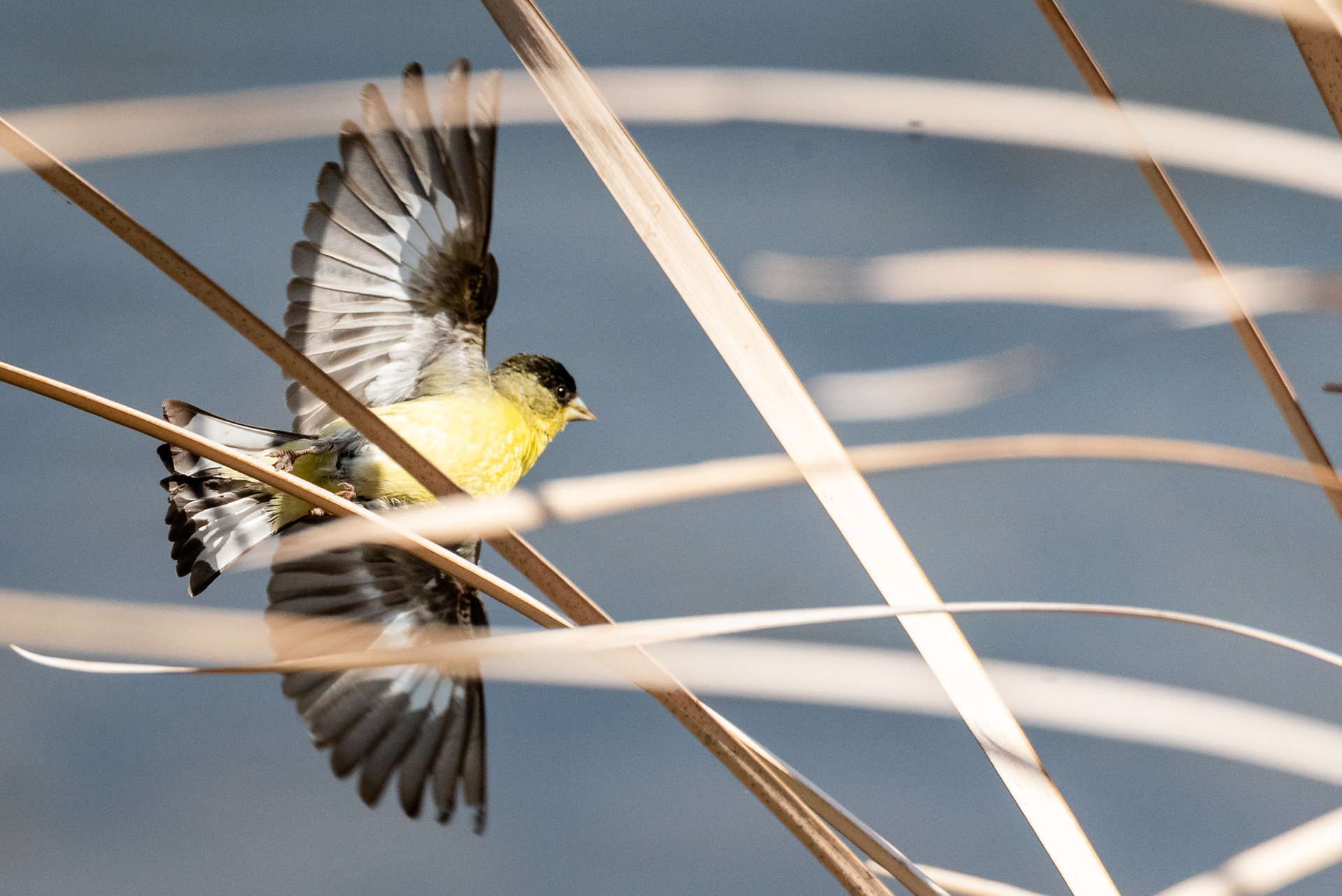 Lesser Goldfinch (male)
