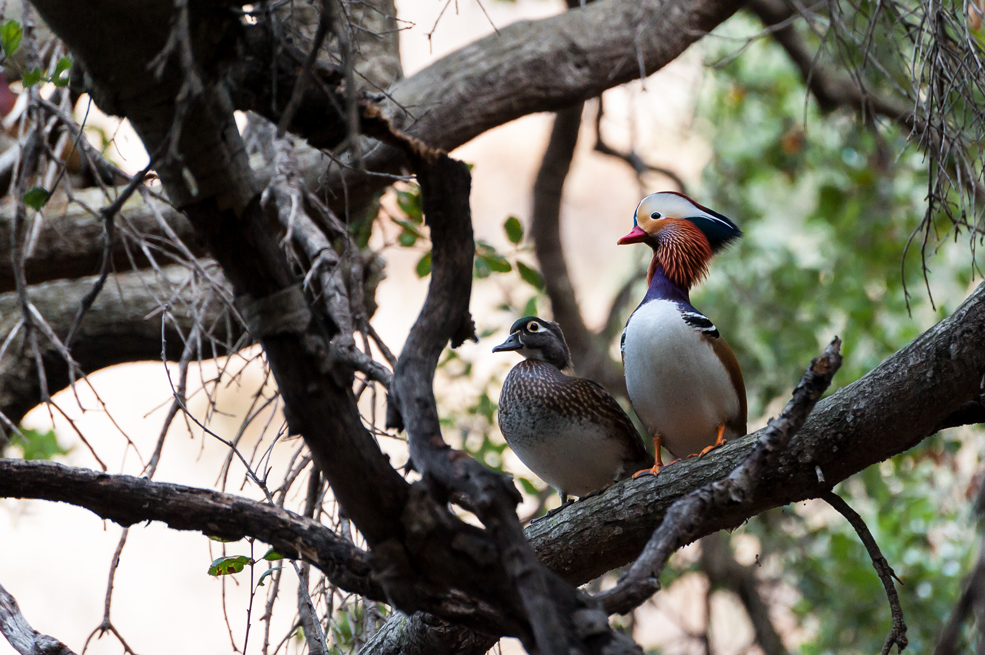 Mandarin Duck (female & male)
