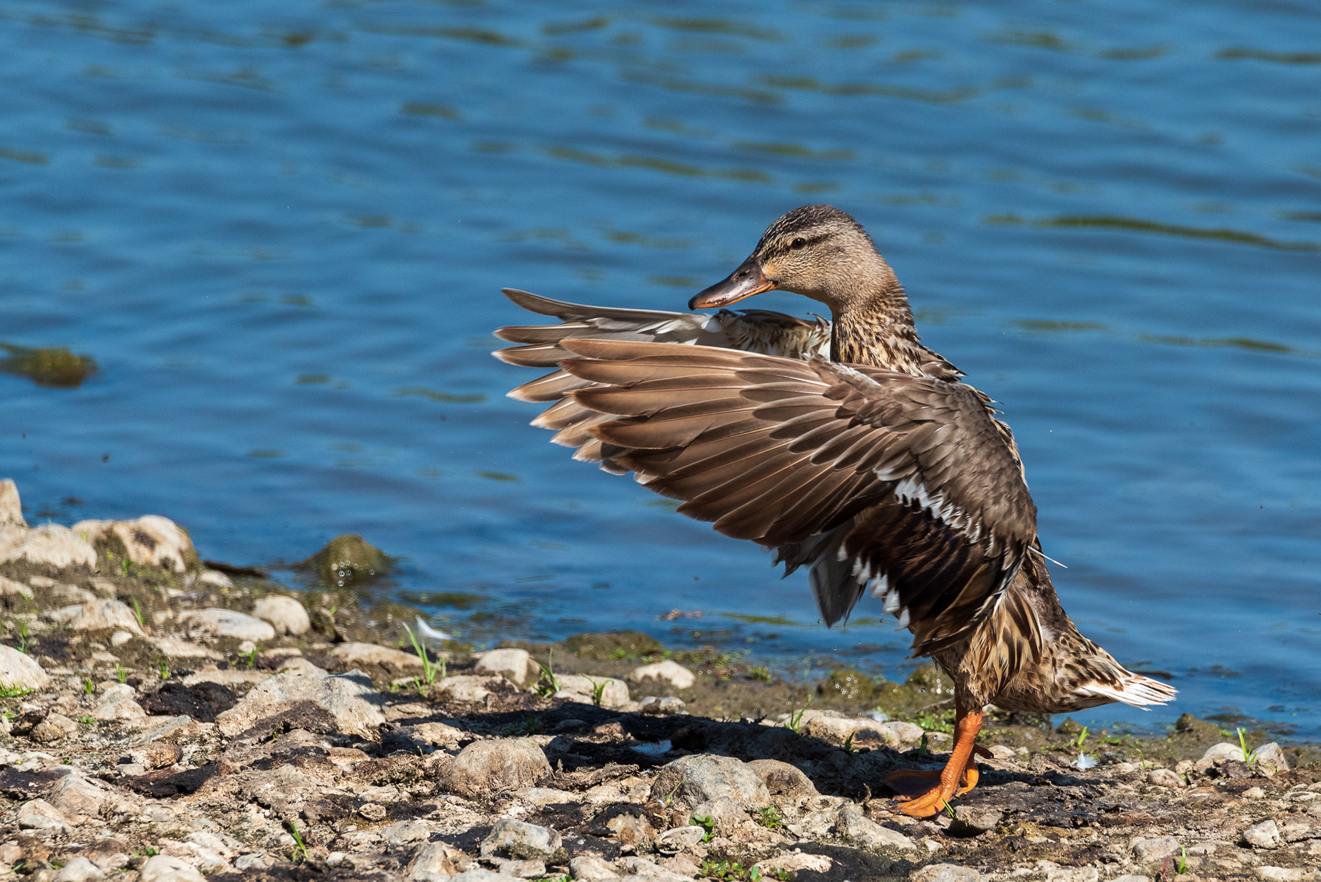 Mallard (female)