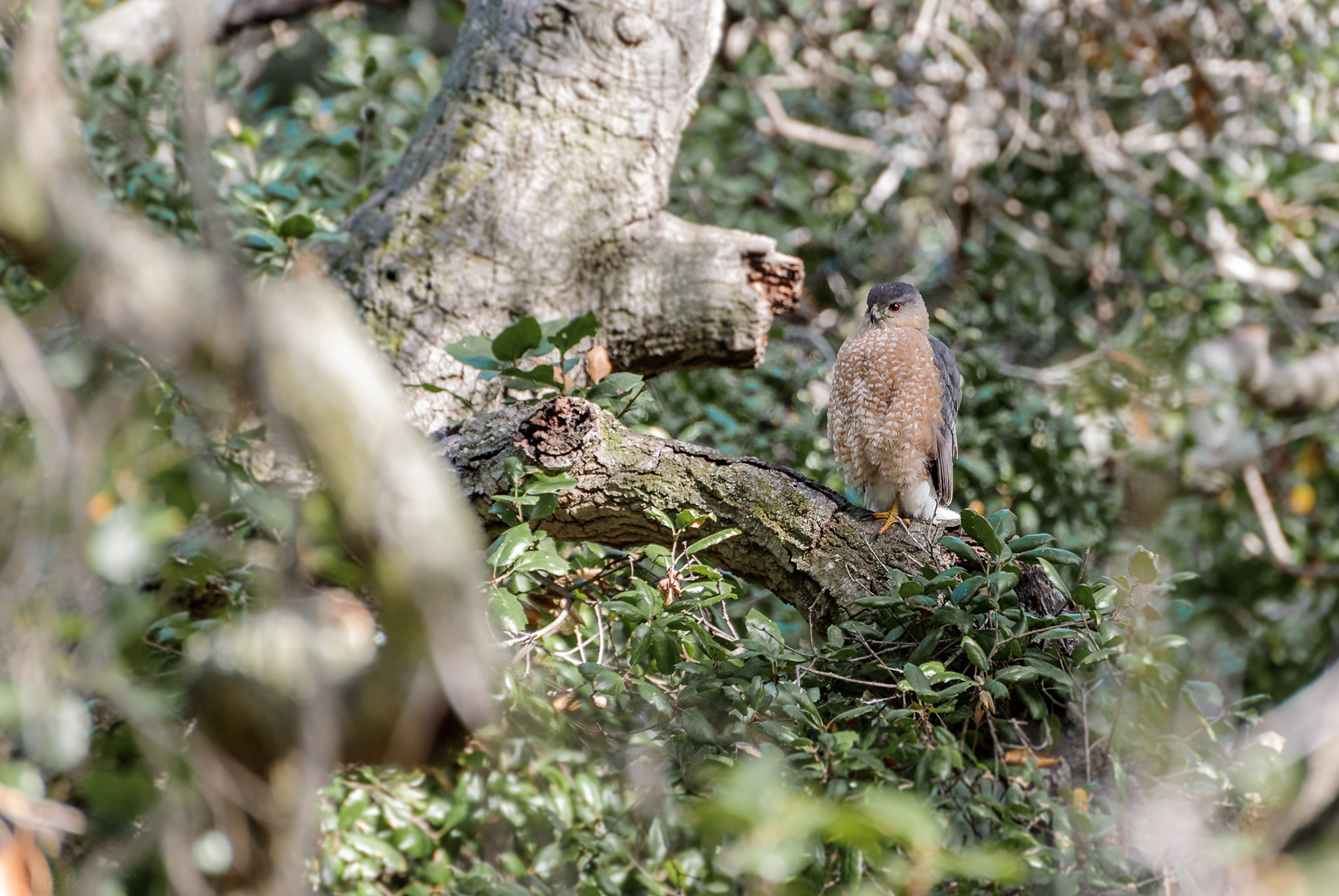 Cooper Hawk