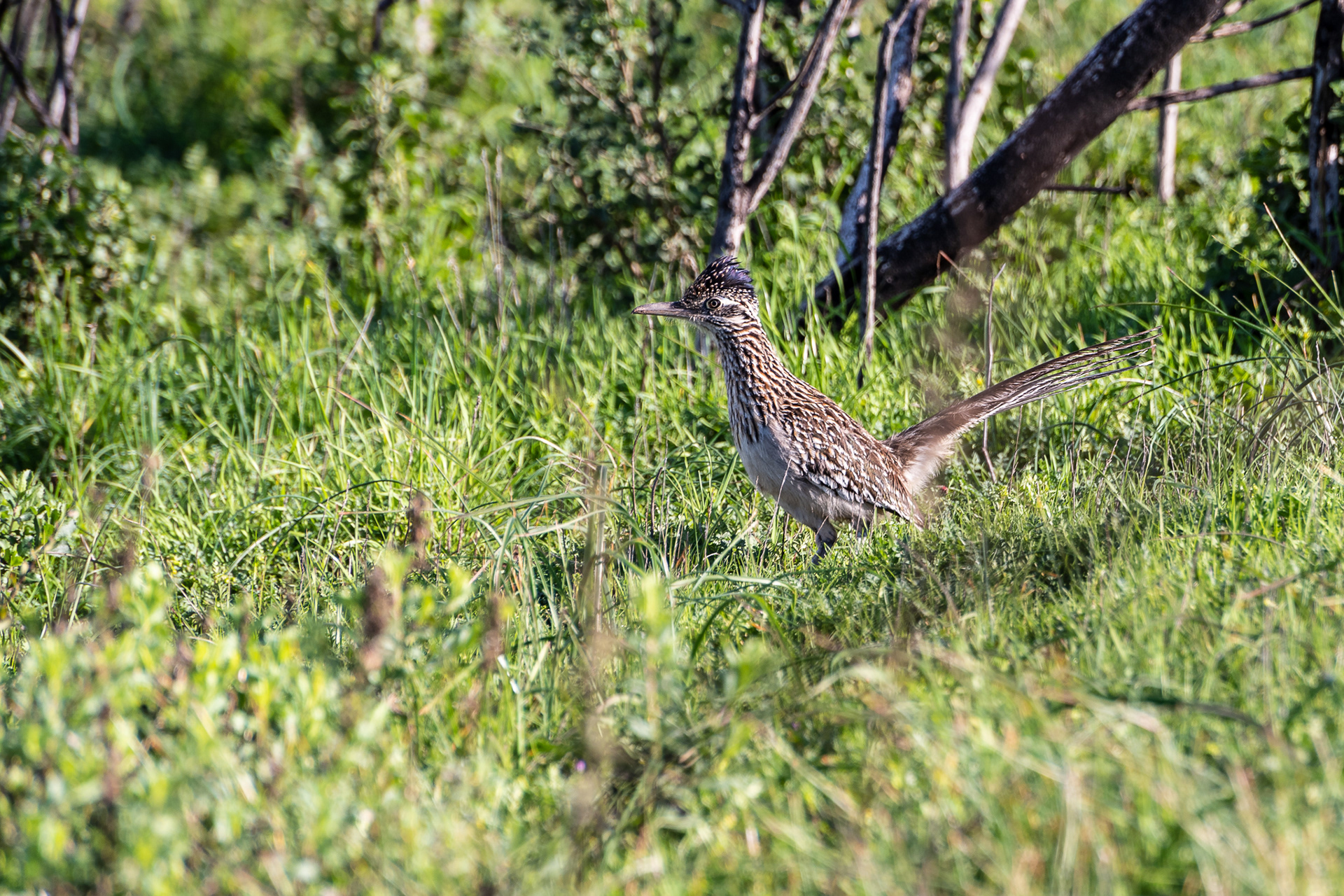 Greater Roadrunner