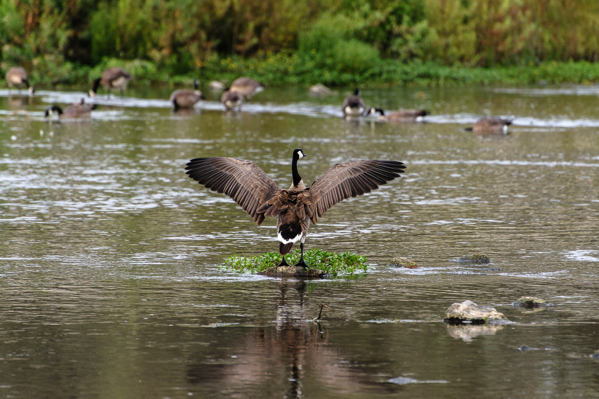Canada Goose