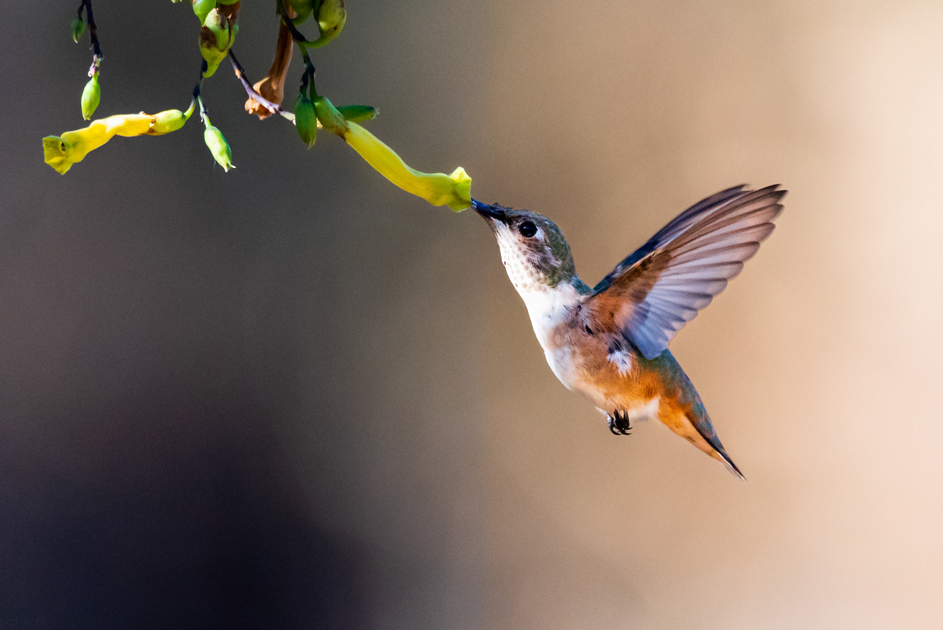 Rufous Hummingbird (female/immature male)
