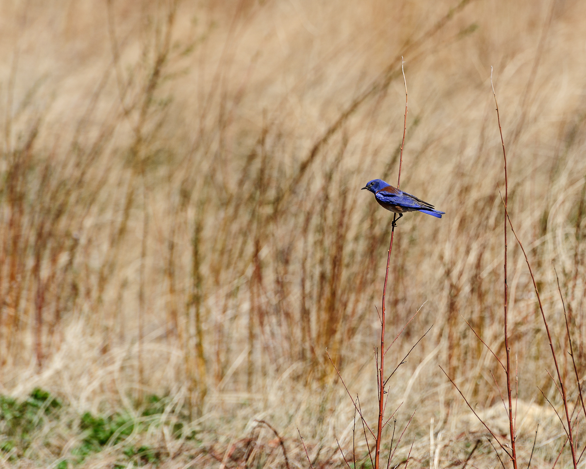 Western Bluebird (male)