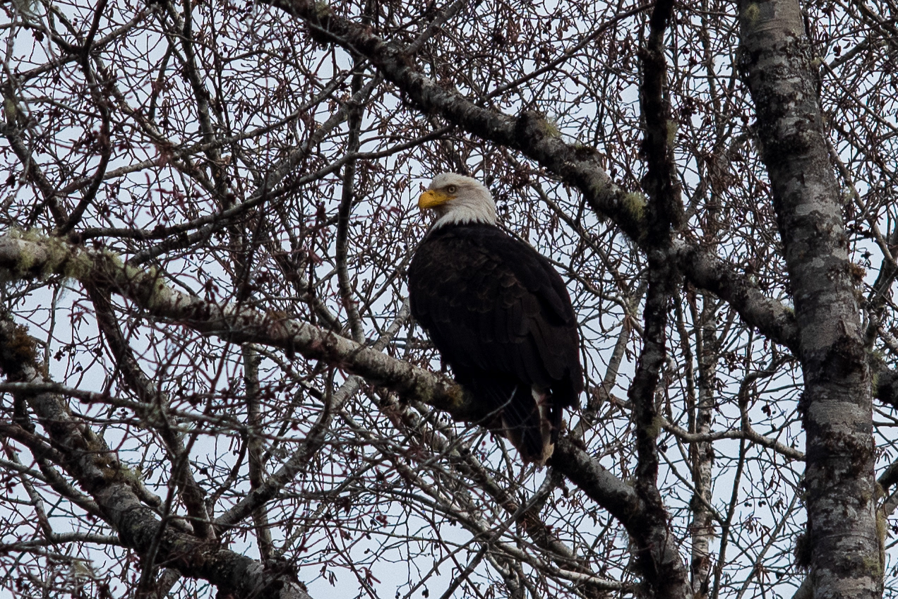 Bald Eagle