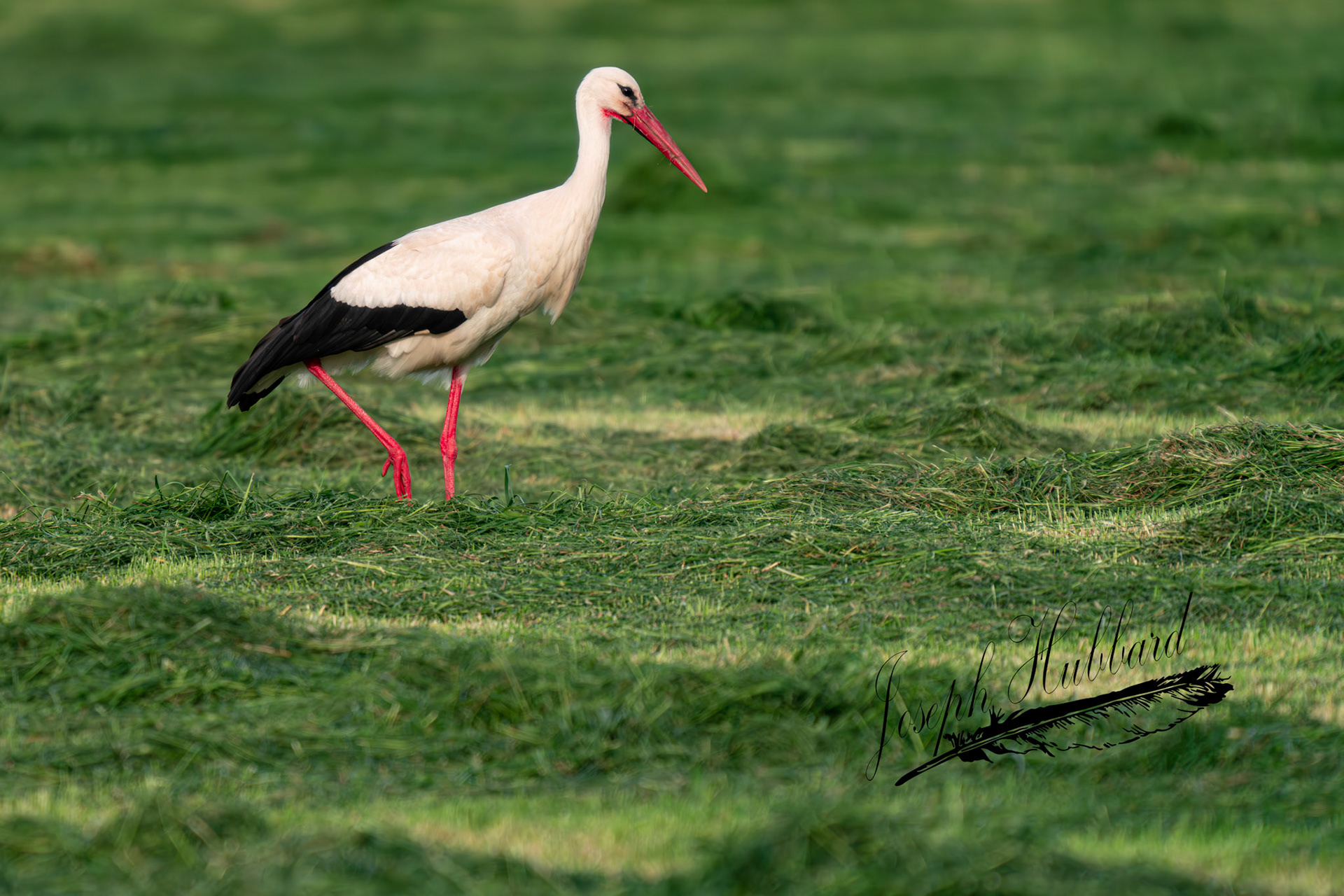 Taken in 2023 with a Sony full-frame mirrorless camera.