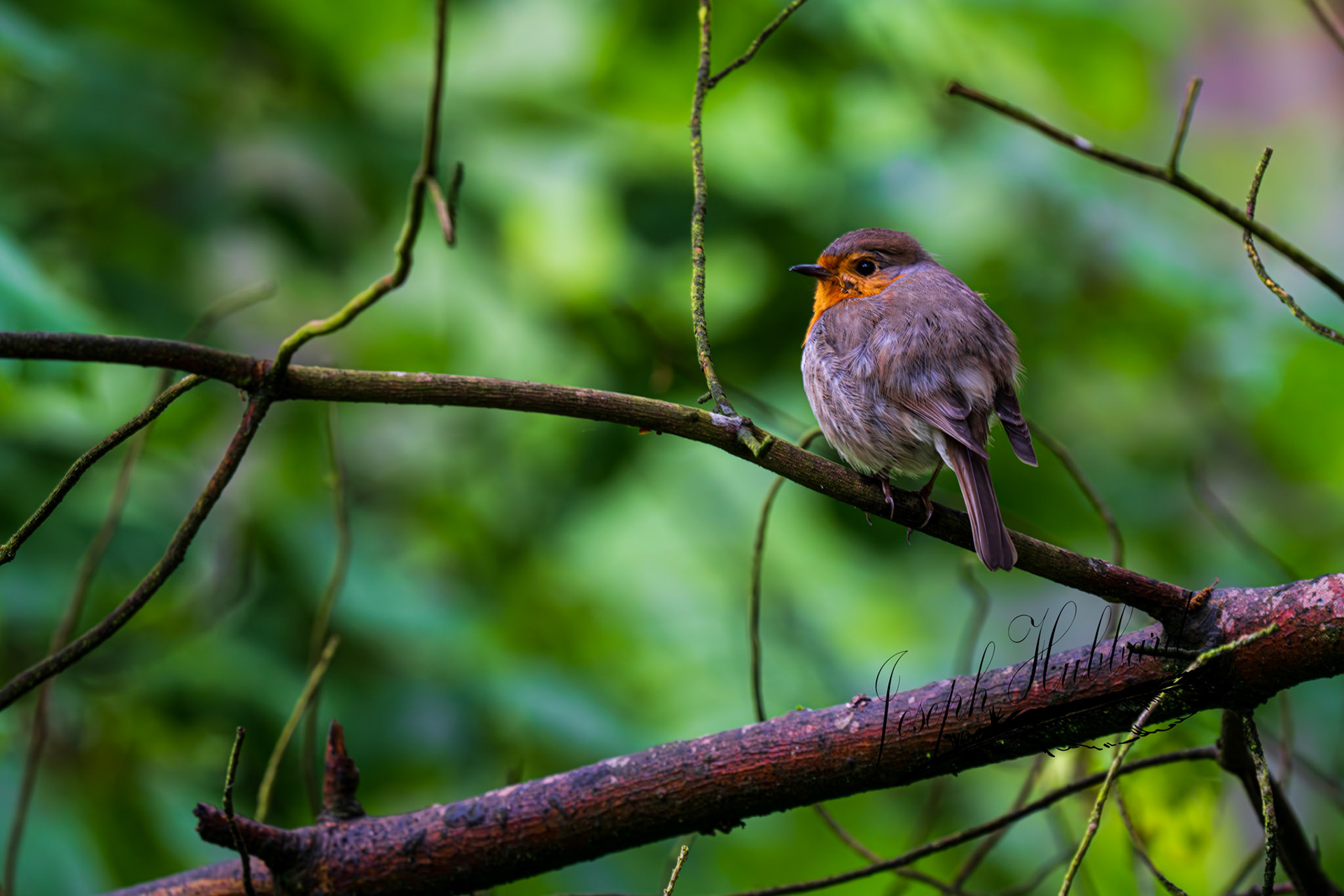 Taken in 2023 with a Sony full-frame mirrorless camera.