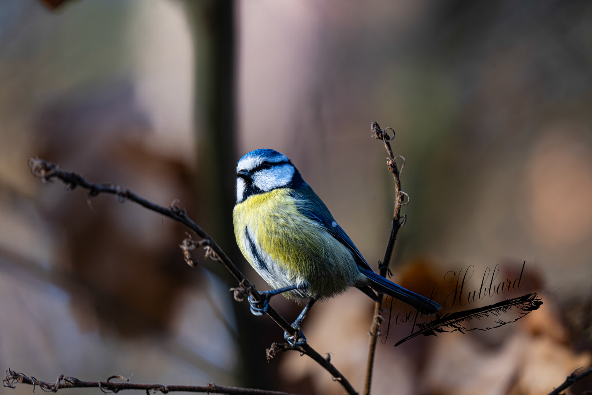 Taken in 2023 with a Sony full-frame mirrorless camera.