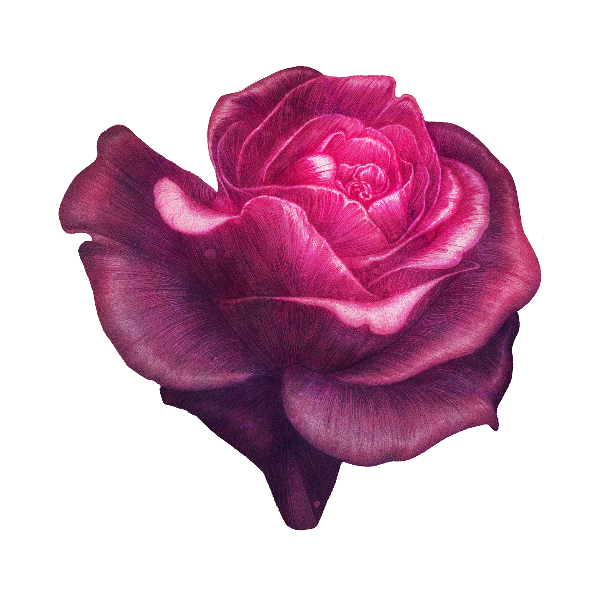 a glowing pink and purple rose that appears on the center of the TBS vinyl record.