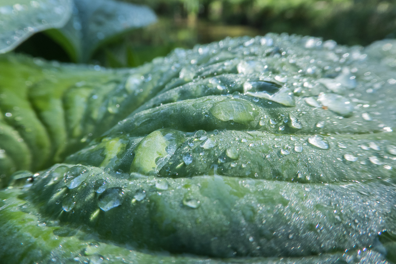 Giséla van Kesteren