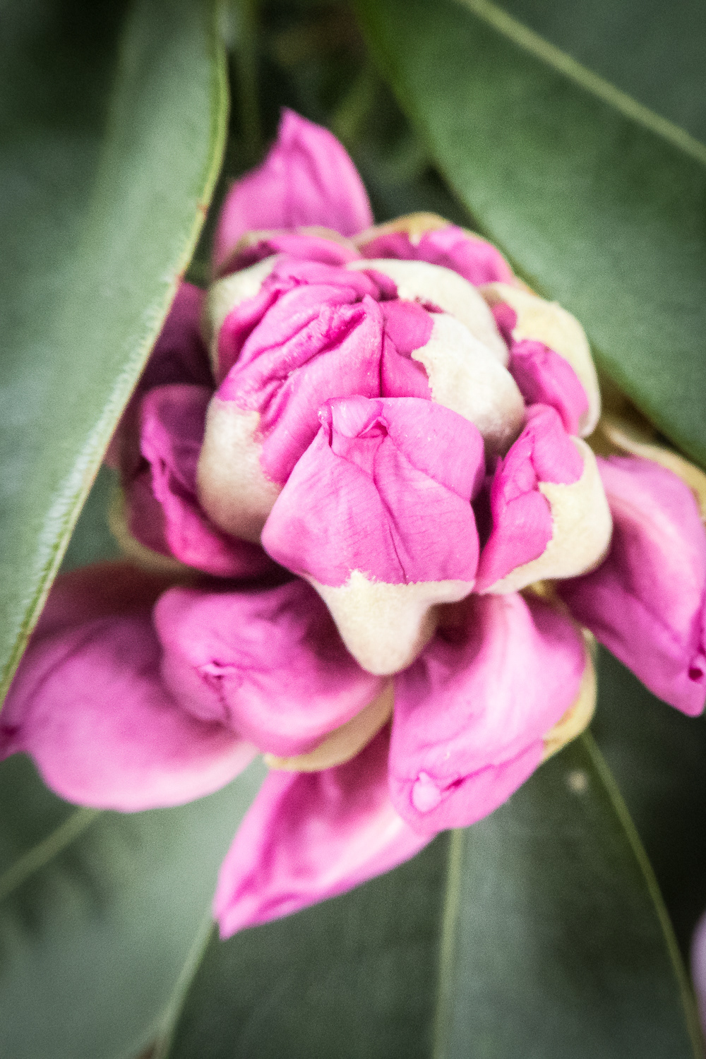 Giséla van Kesteren