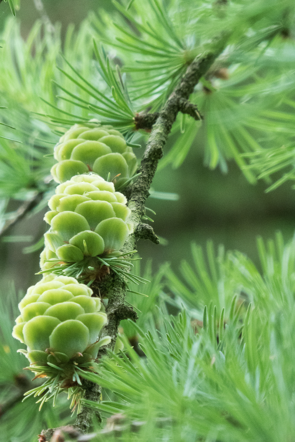 Giséla van Kesteren