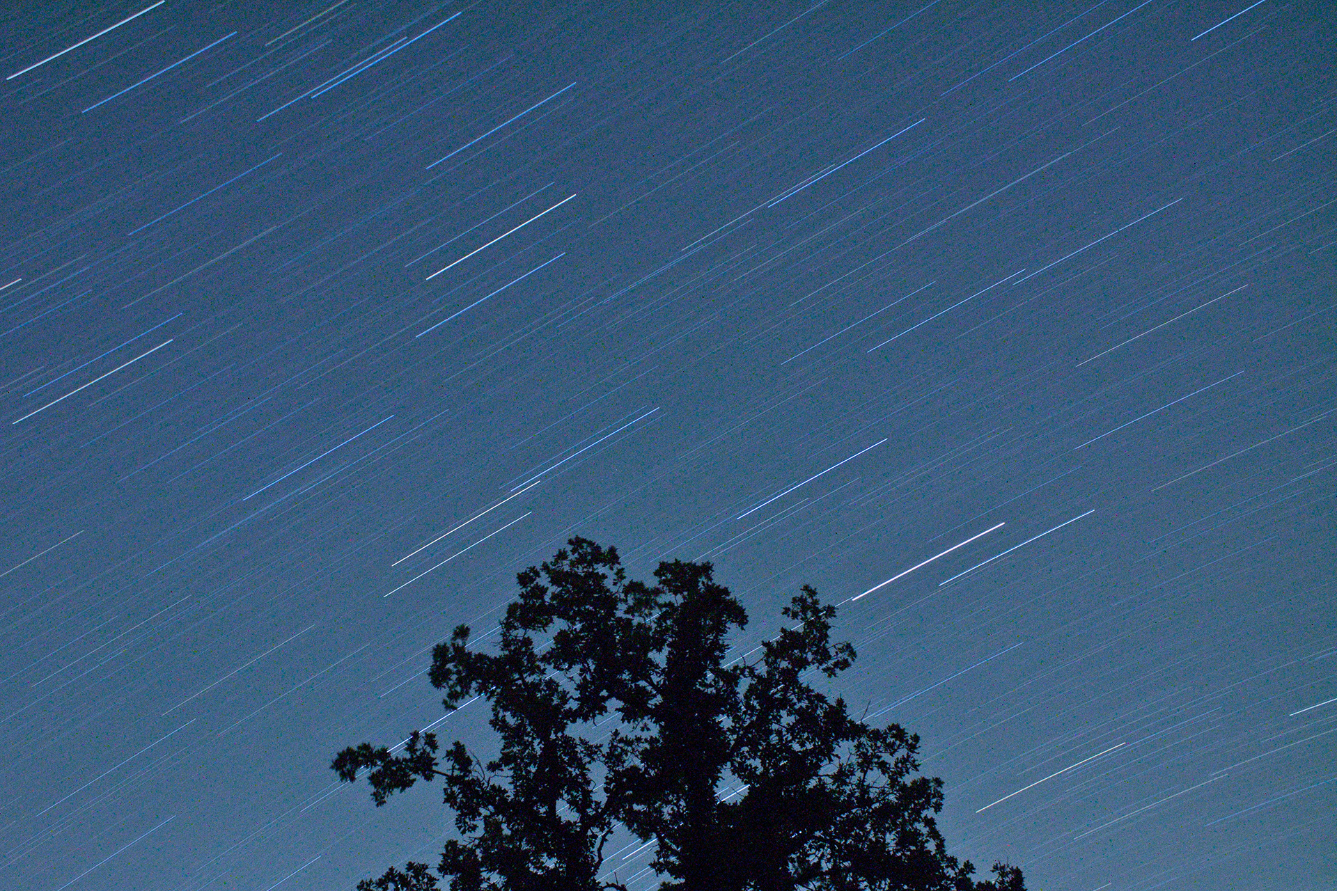 Star Trail Tree | Fredericksburg, TX