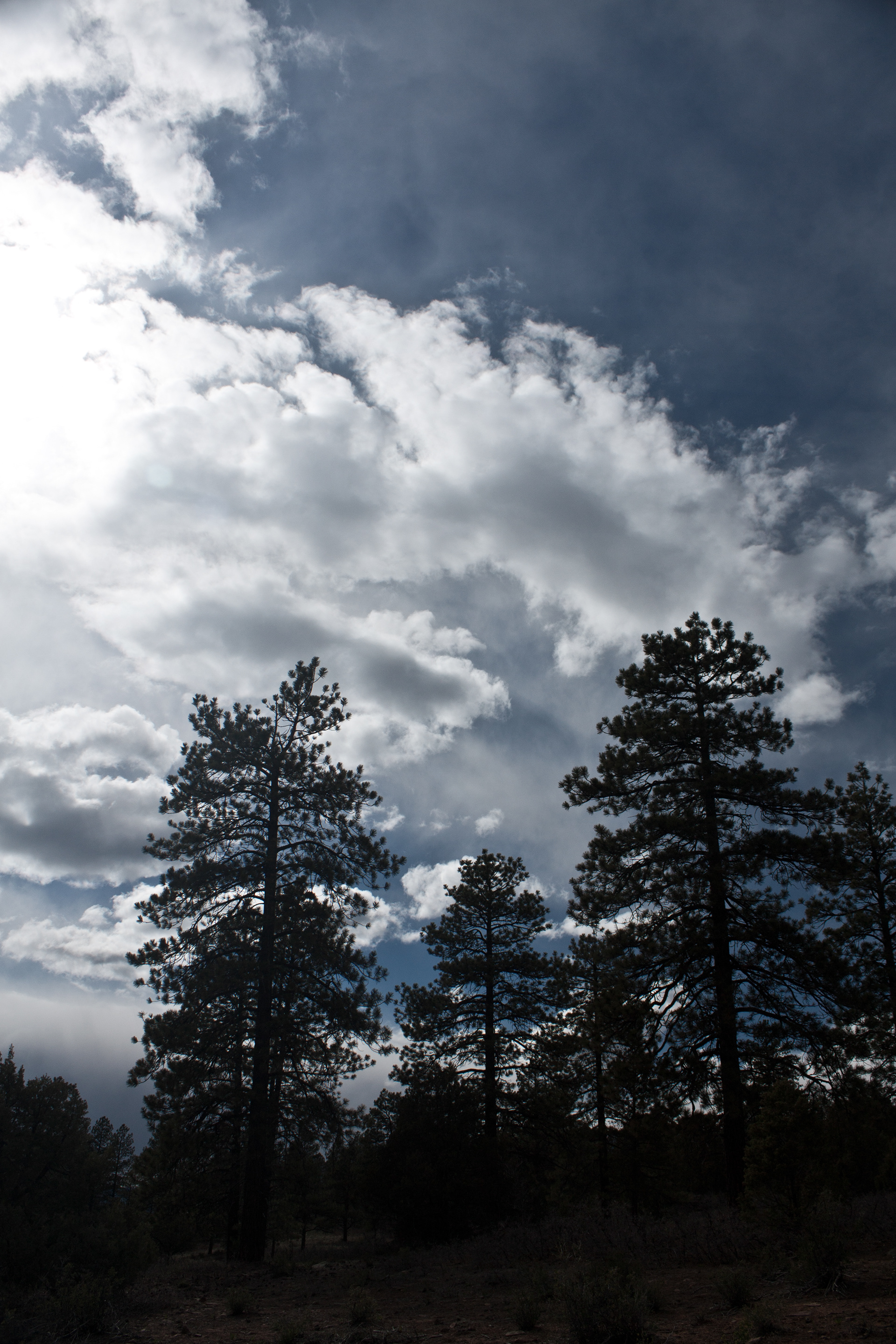Ponderosa Silhouette | Durango, CO