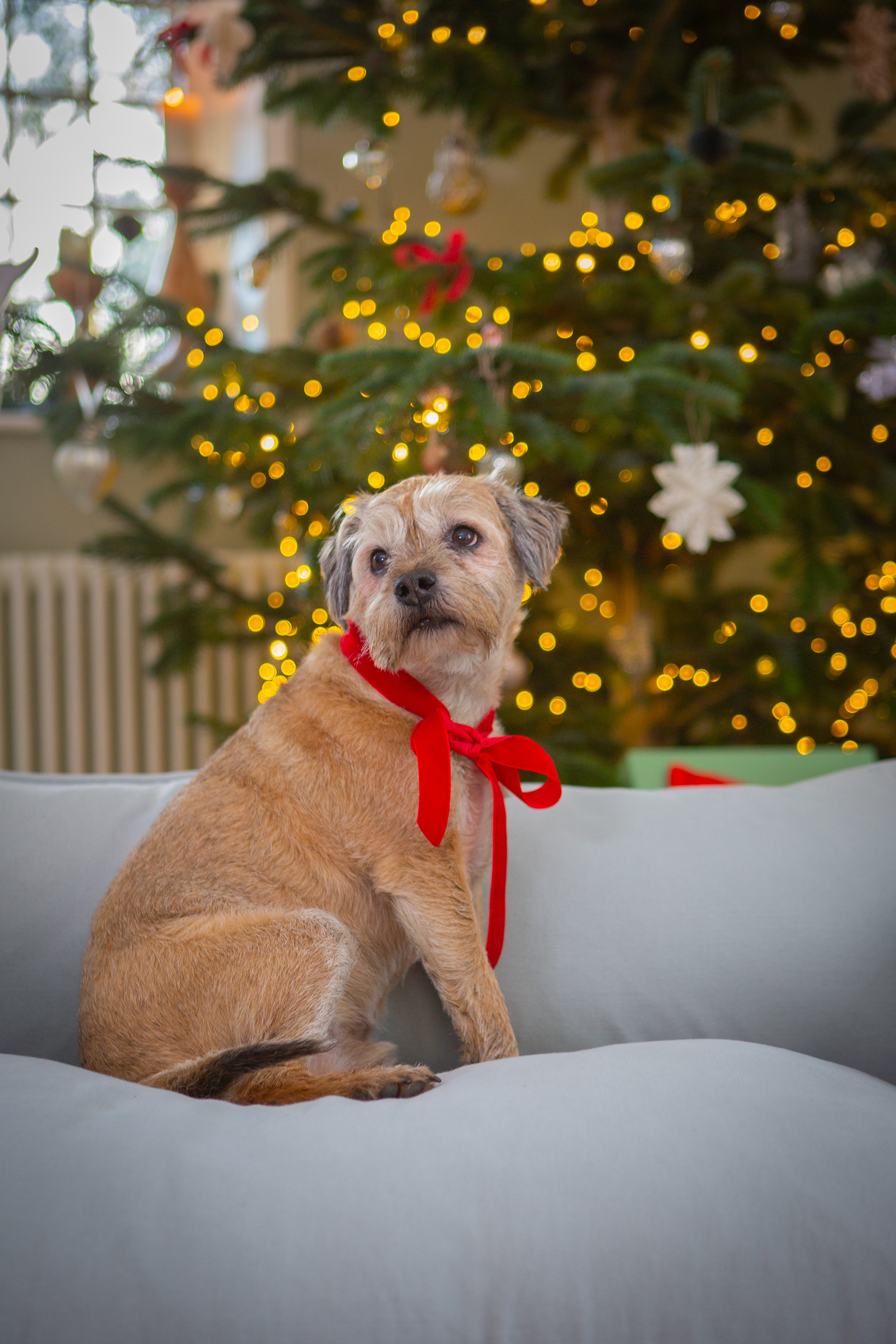 Silver Birch Grey Brushed Cotton - Marnie Piped Edge Dog Bed