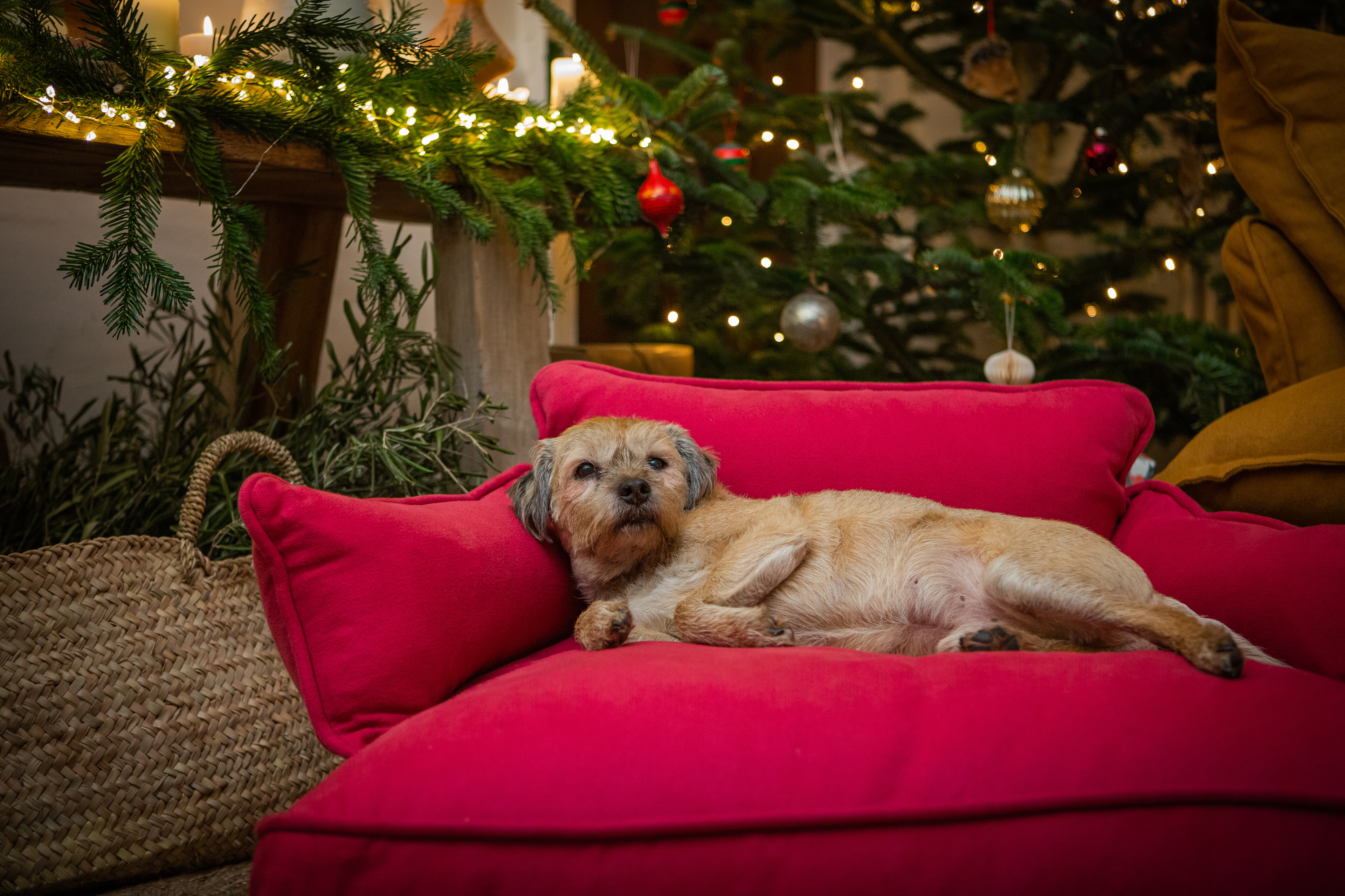 Ruby 100% Linen - Marnie Piped Edge Dog Bed