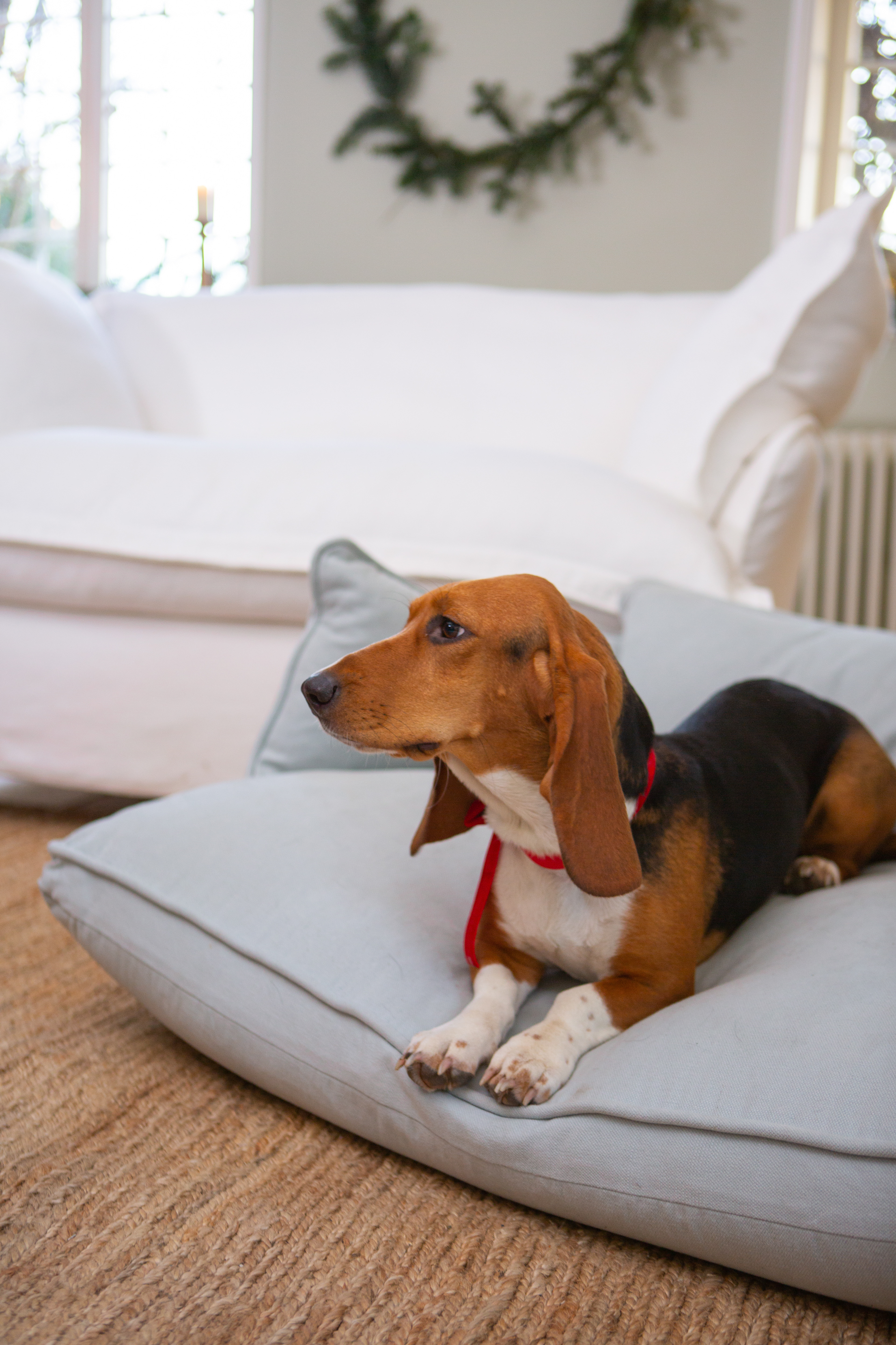 Silver Birch Grey Brushed Cotton - Marnie Piped Edge Dog Bed
