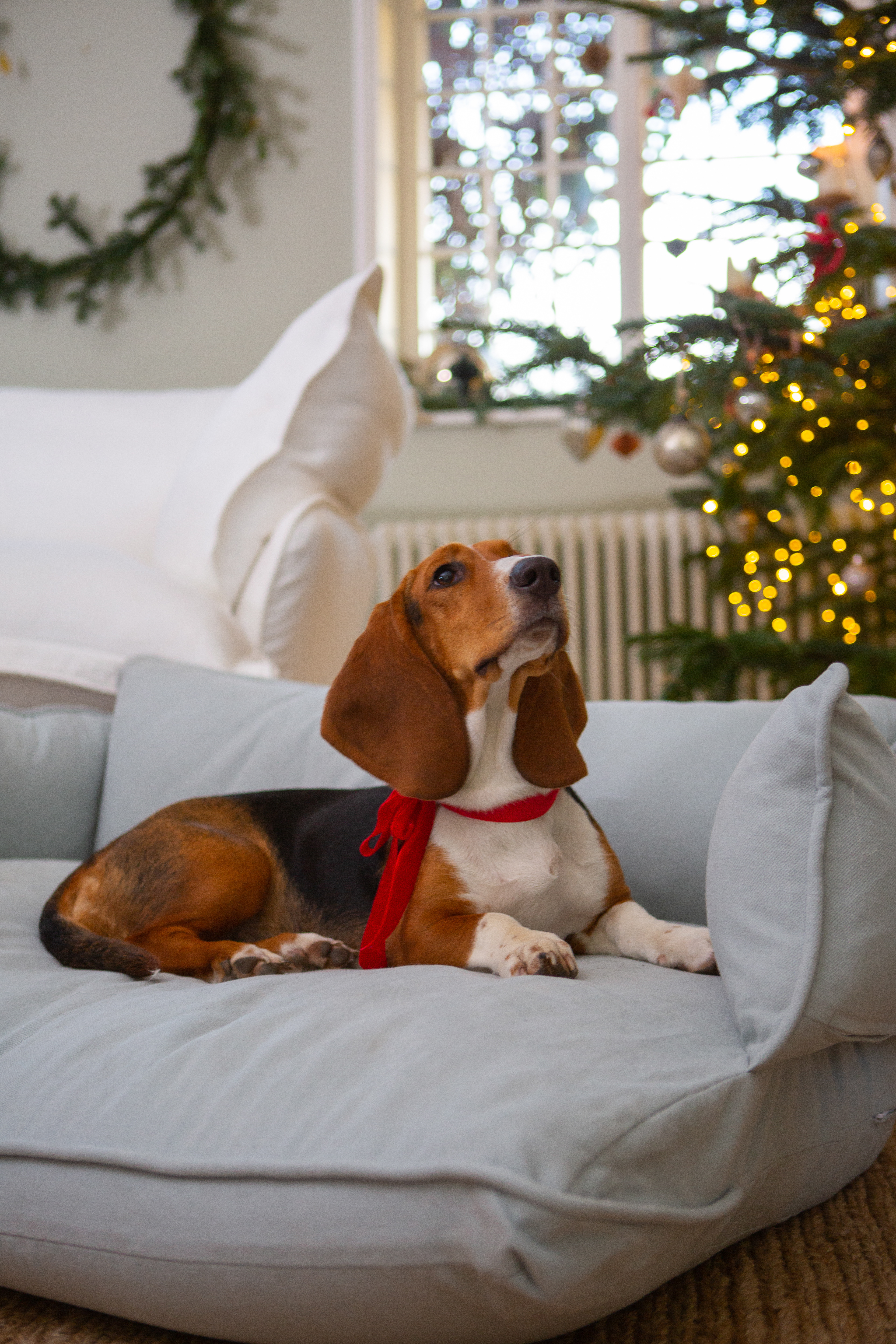 Silver Birch Grey Brushed Cotton - Marnie Piped Edge Dog Bed