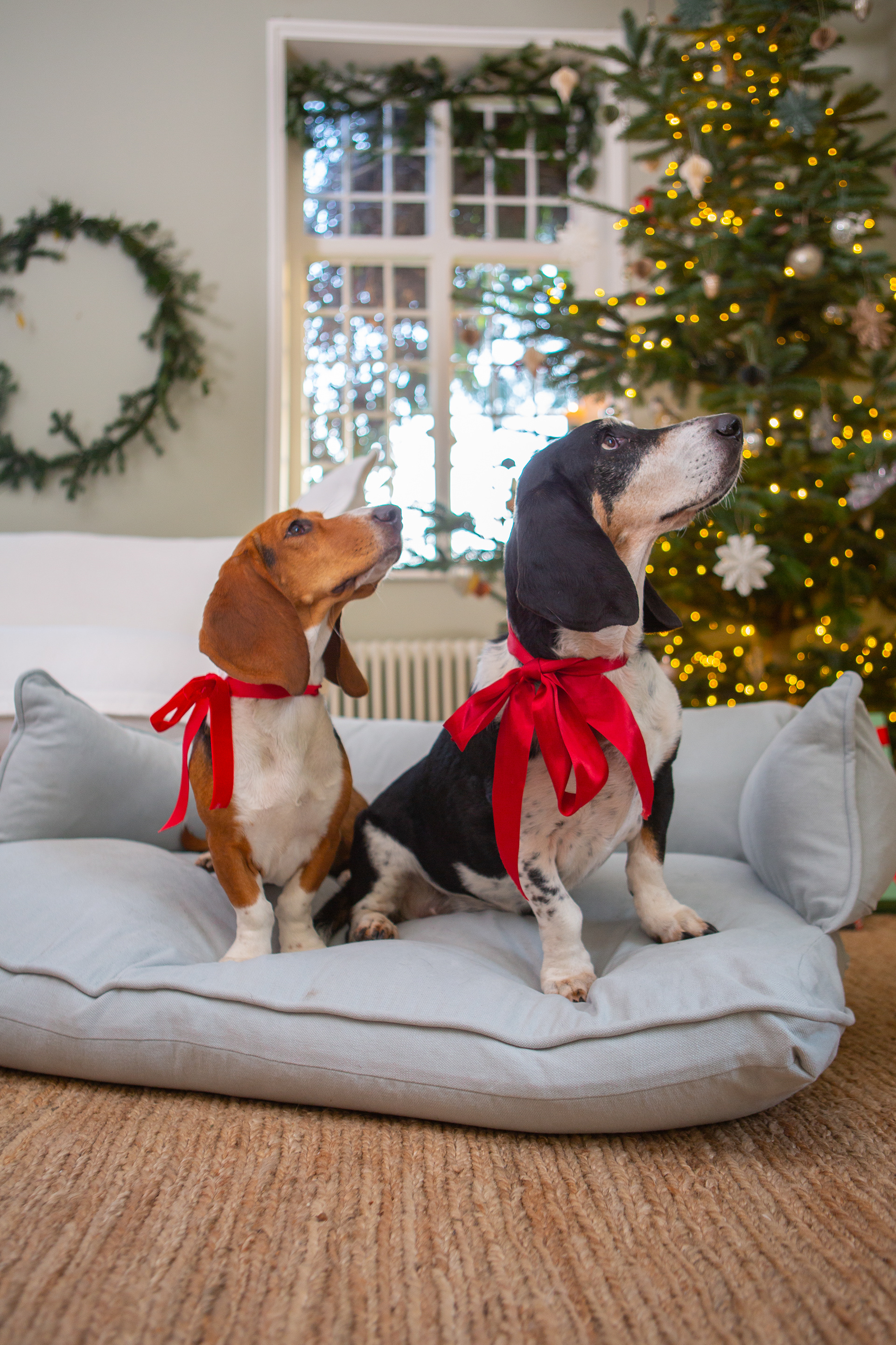 Silver Birch Grey Brushed Cotton - Marnie Piped Edge Dog Bed
