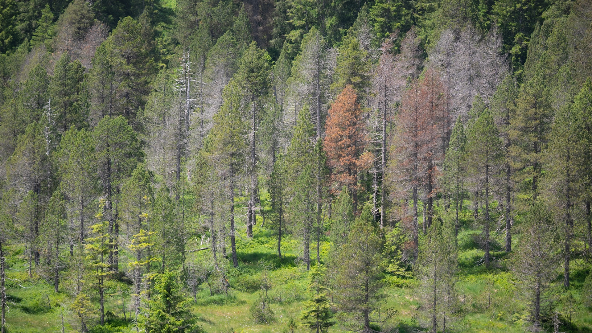 Glaubenberg Pass