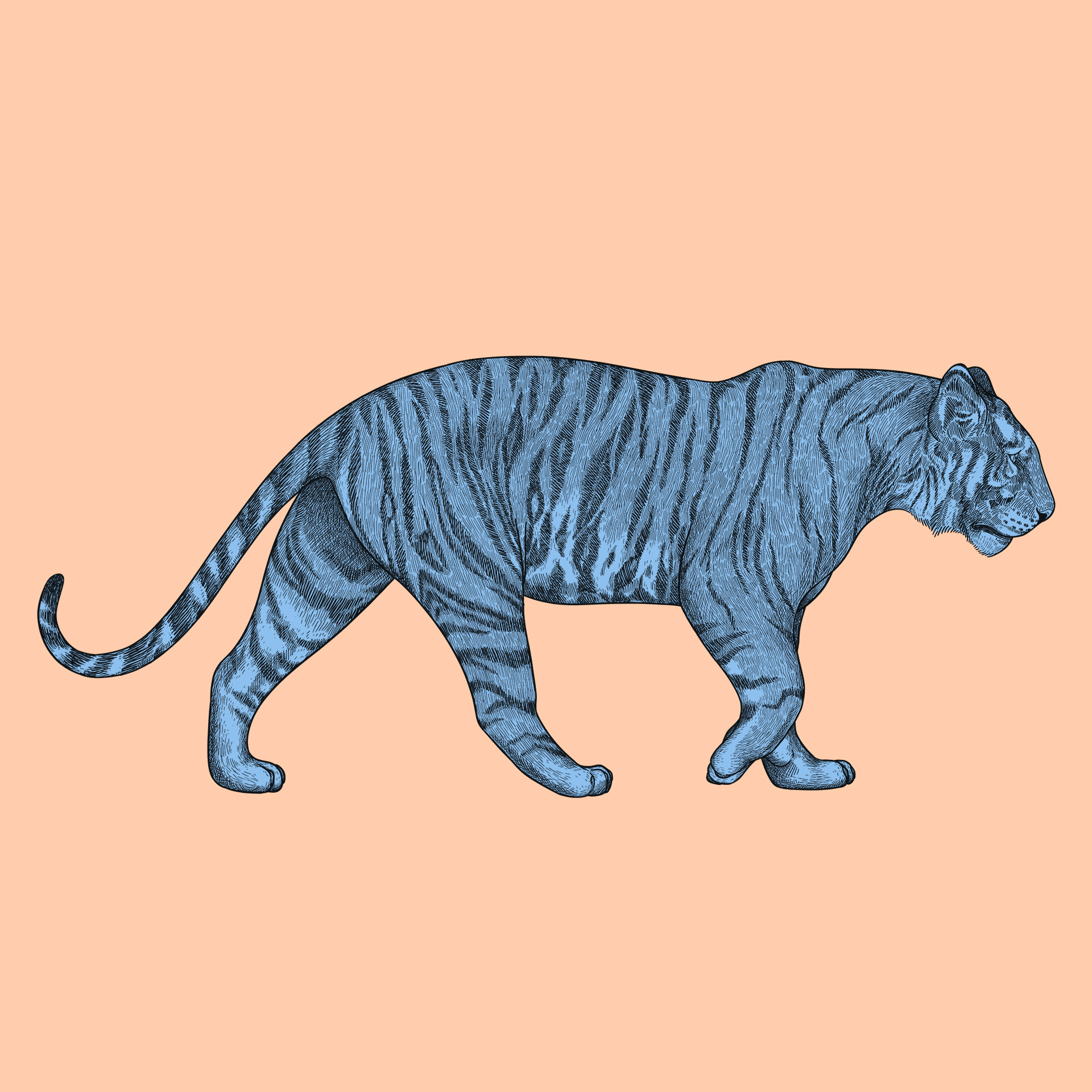 tiger side view drawing