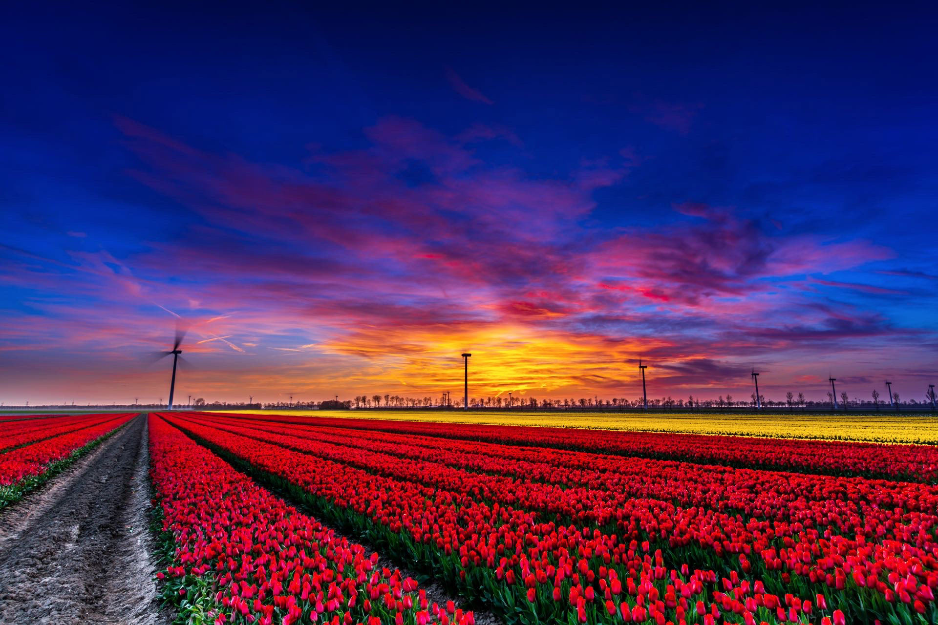 #DR1003 - Tulips Swifterbant