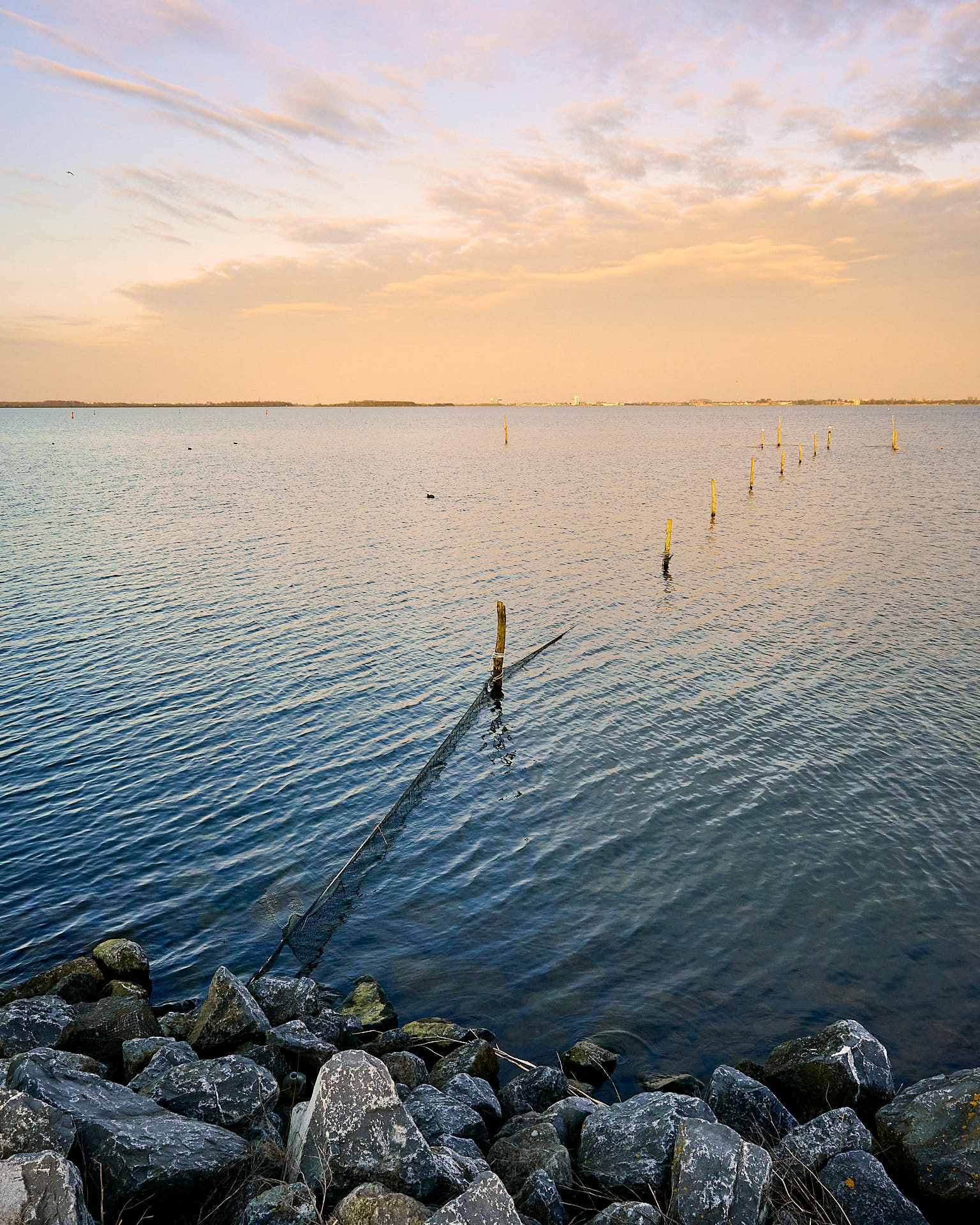 #ZW1006 Tulpen eiland