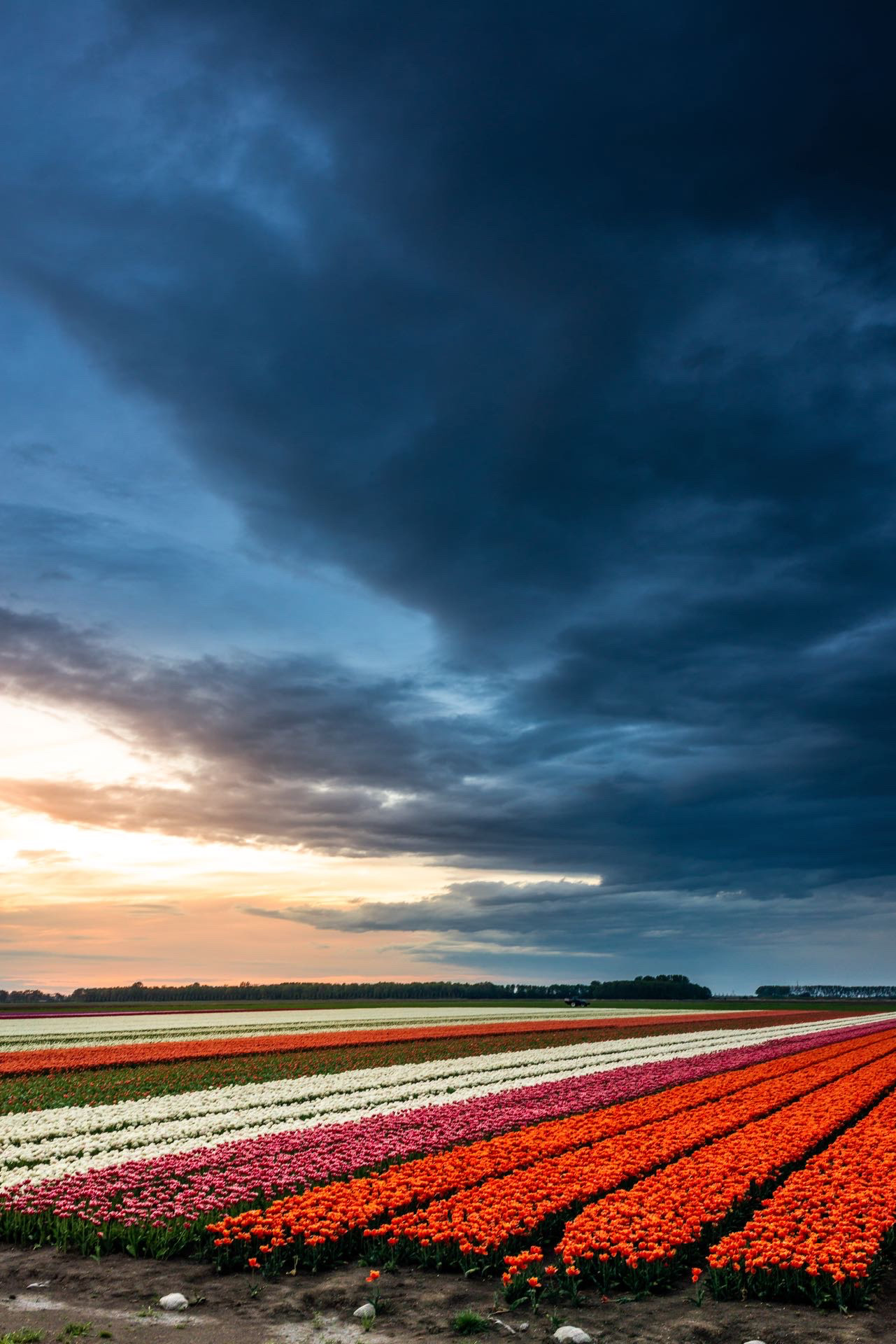 #DR1025 Tulpen in Dronten