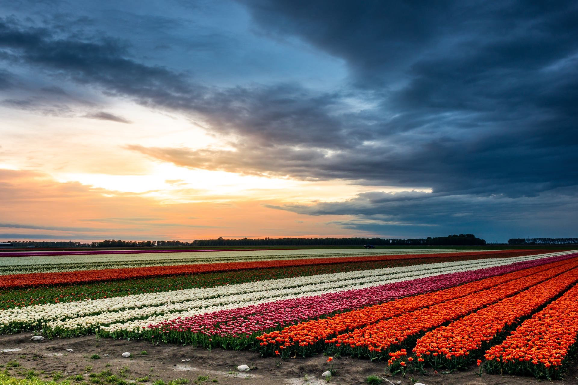 #DR1024 Tulpen in Dronten