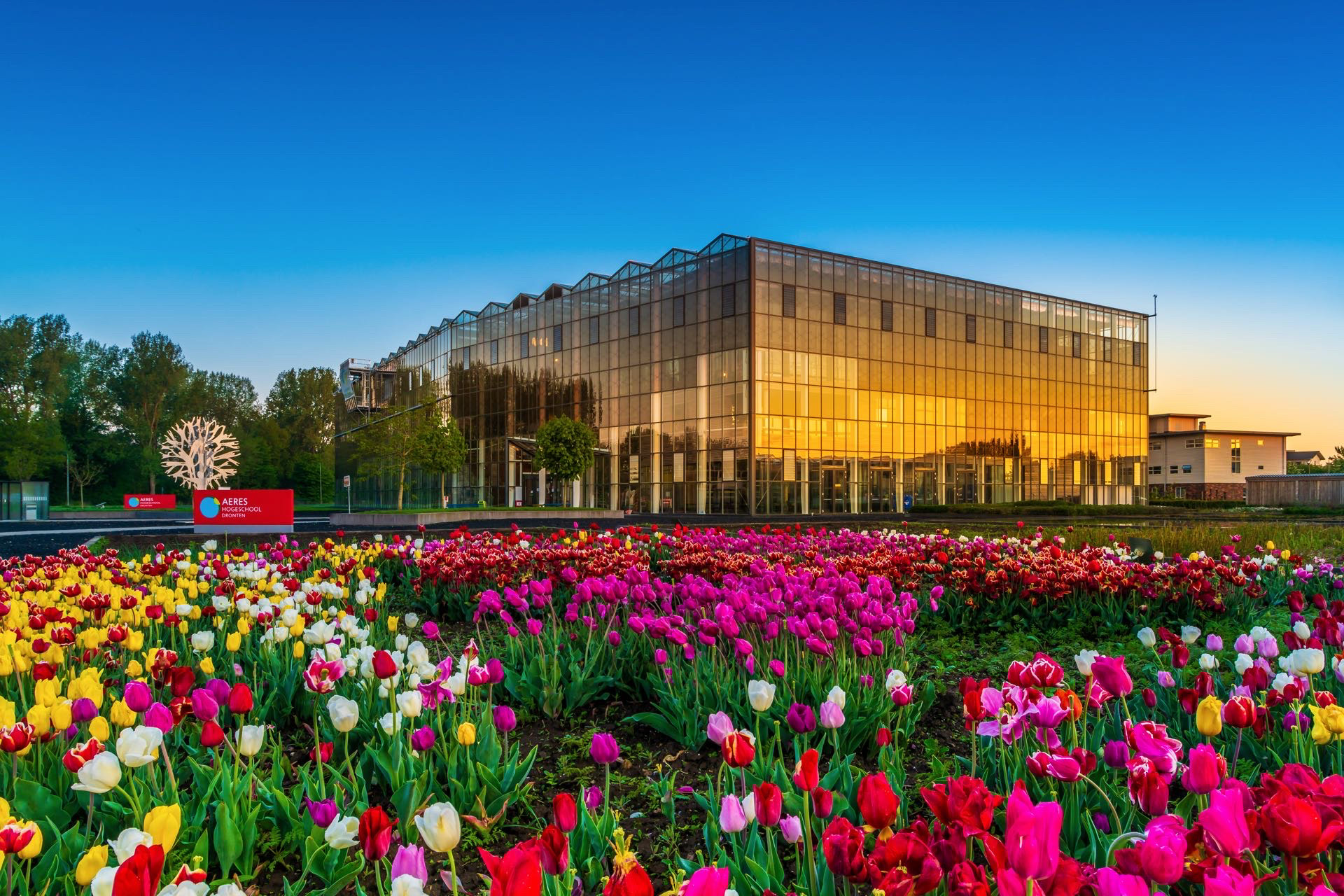 #DR1006 Aeres Hogeschool (Tulpen)