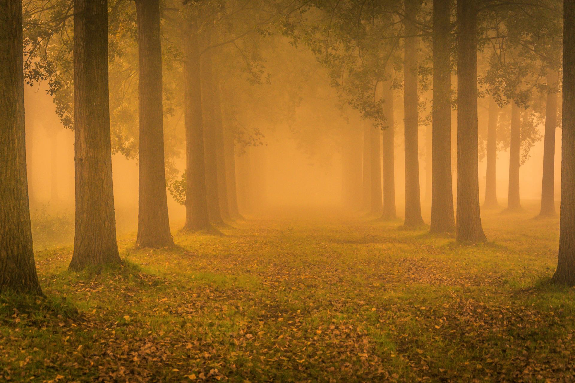 #DR1041 Mistige ochtend