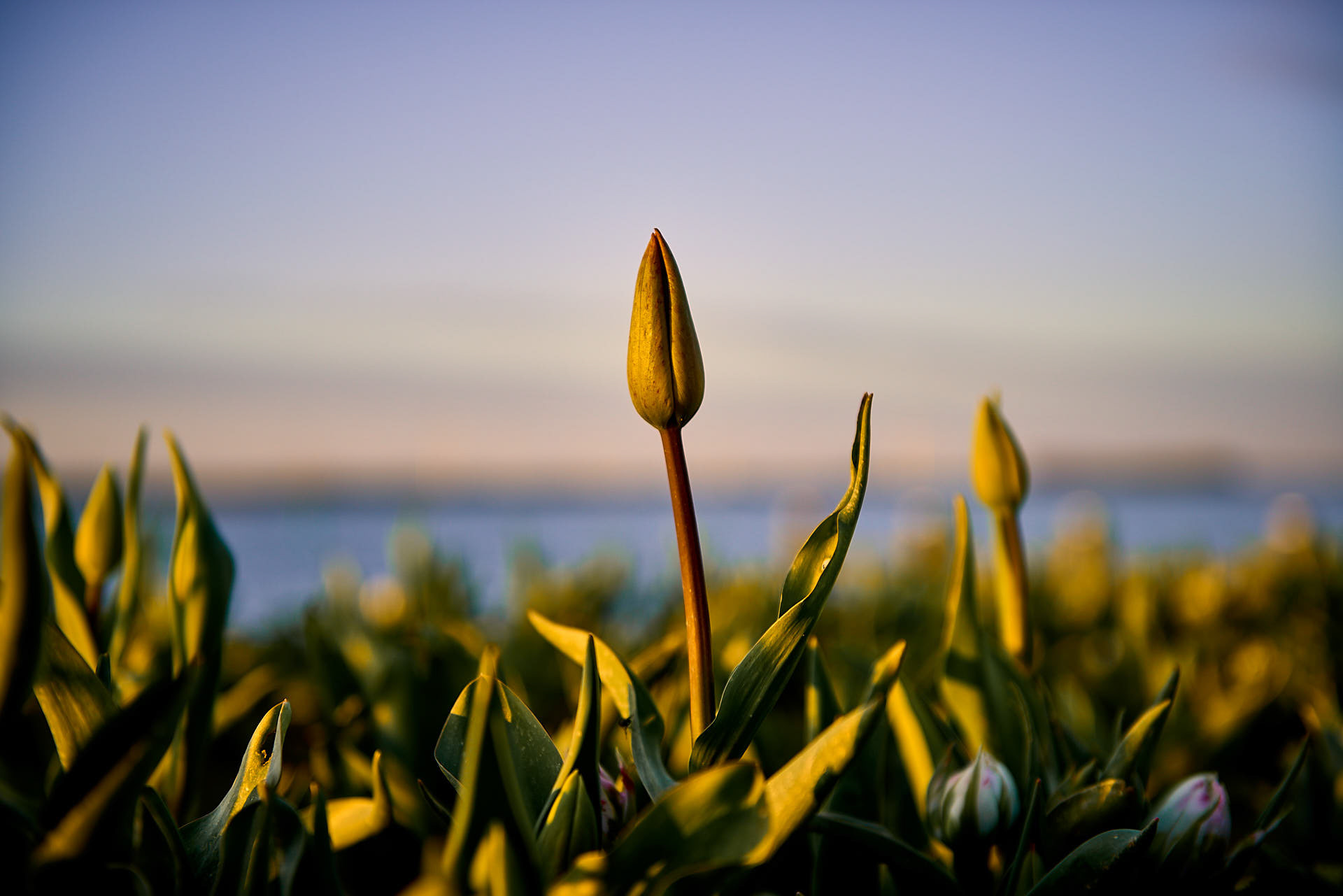 #ZW1010 Tulpen eiland