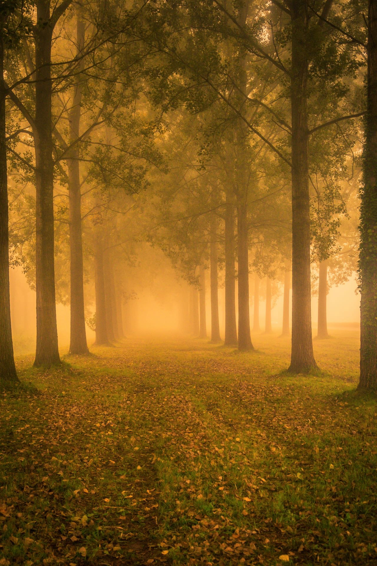 #DR1031 Mistige ochtend