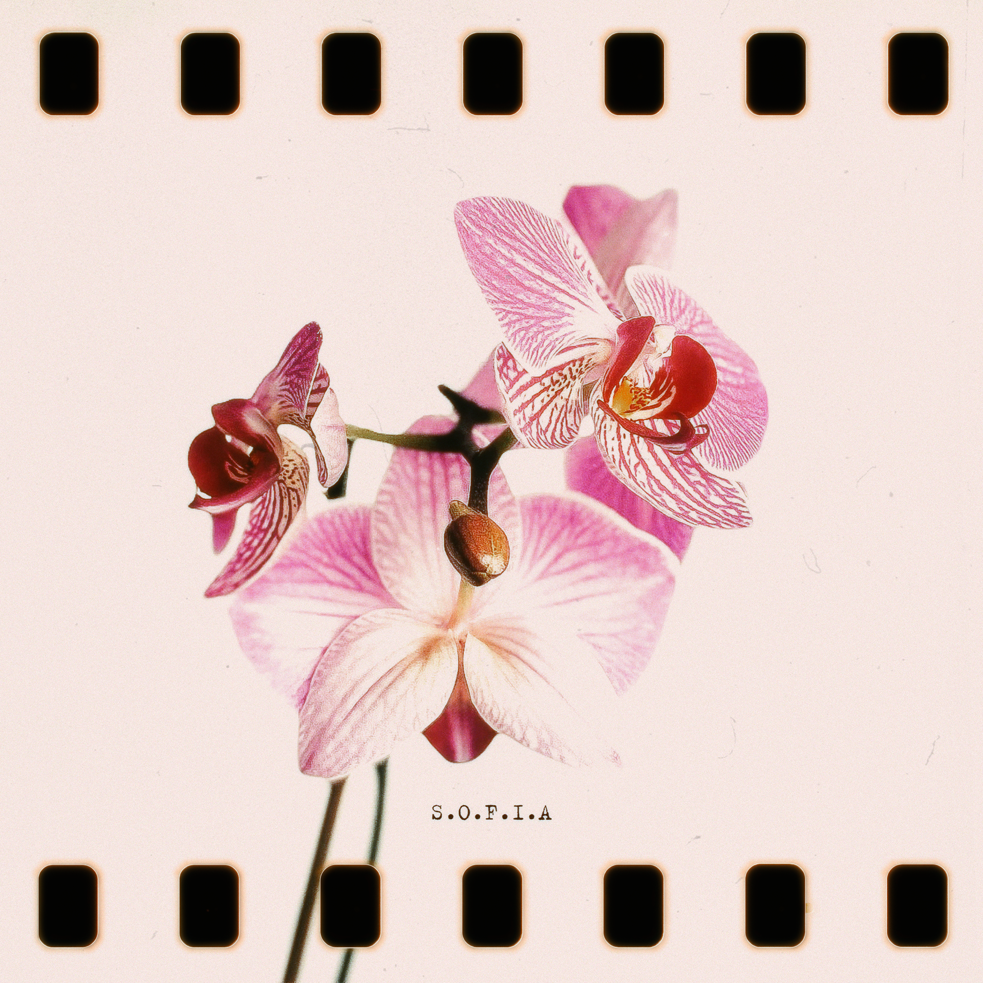 Lil Terrestrial - S.O.F.I.A.