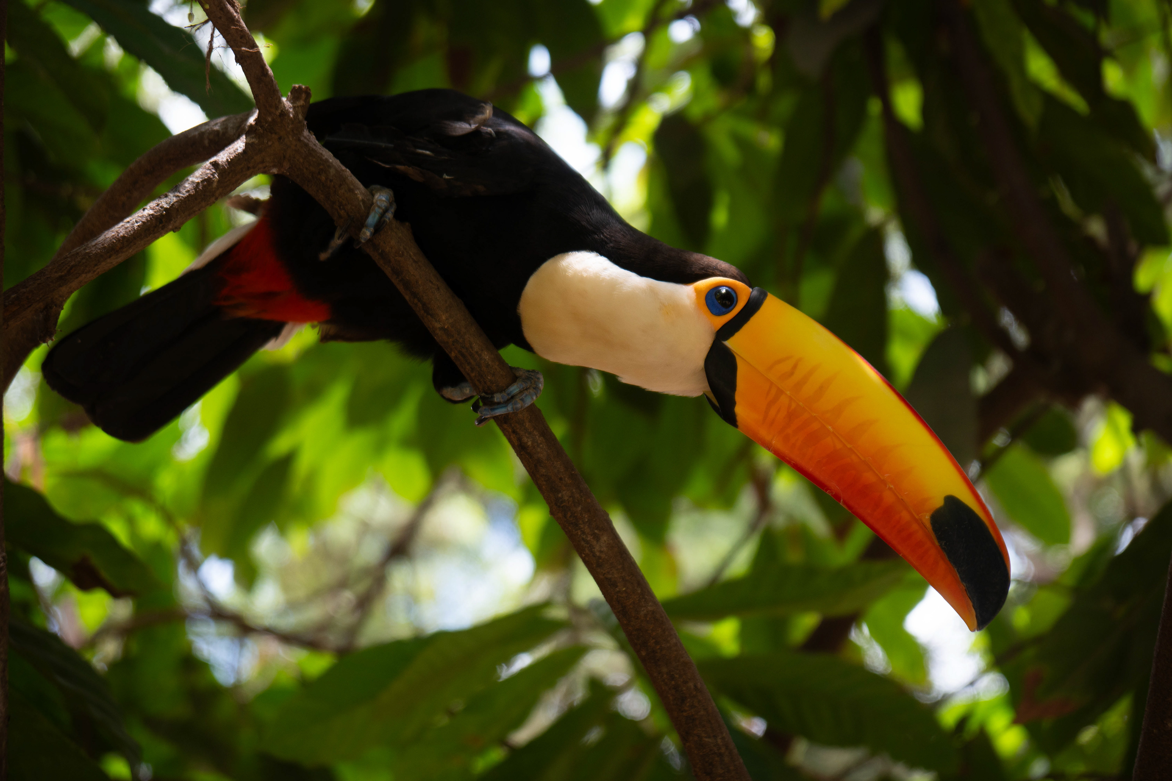 Toucan at a sanctuary in the Bolivian Amazon jungle.