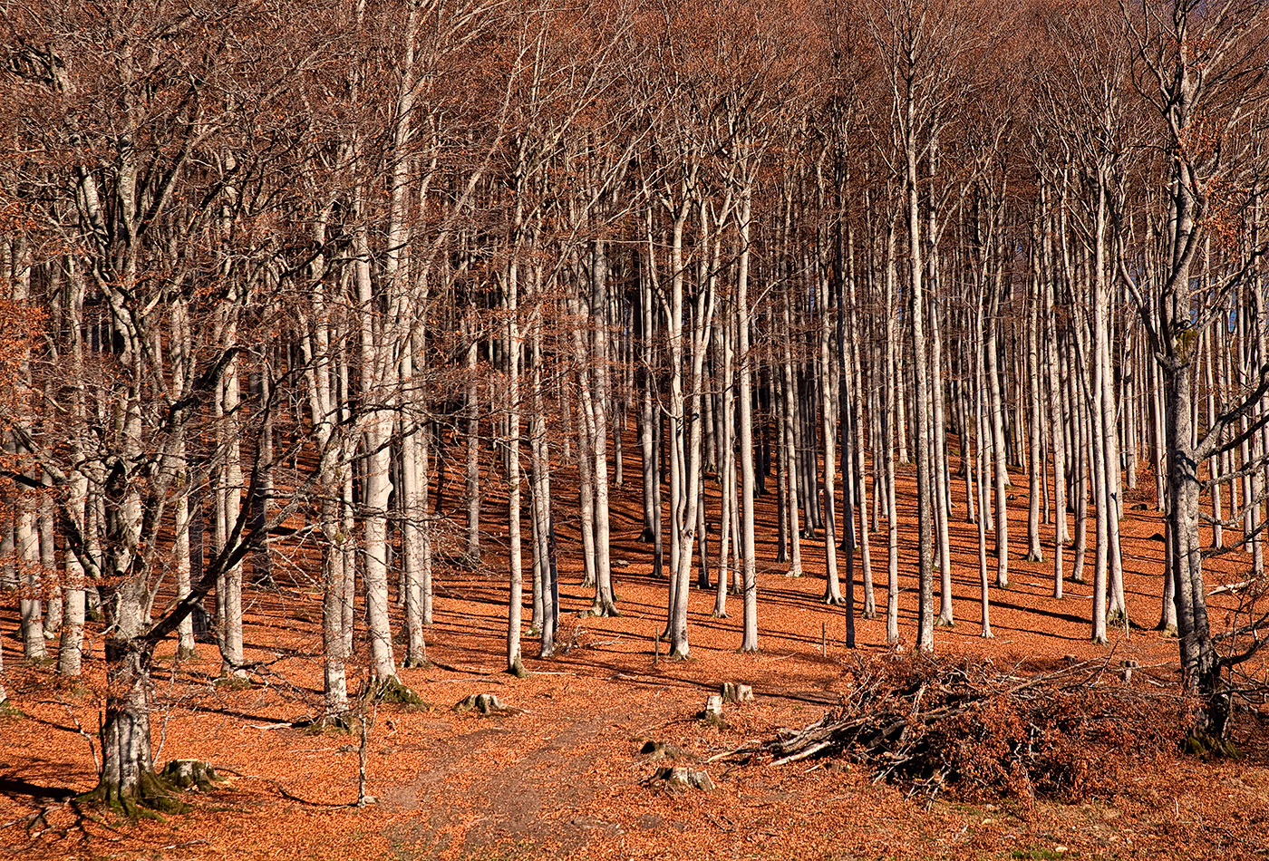 Herbstwald am Kandel