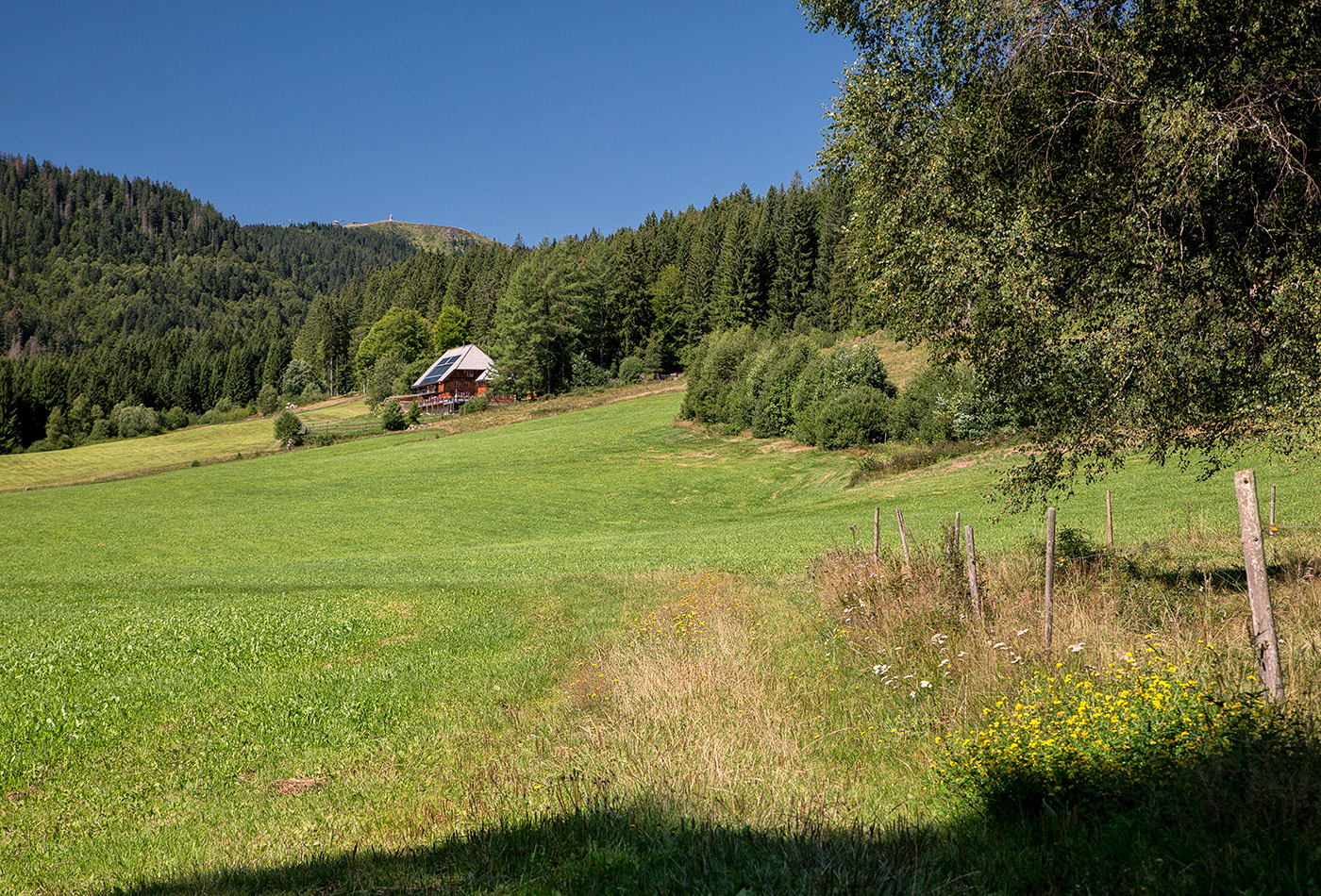 Feldberg