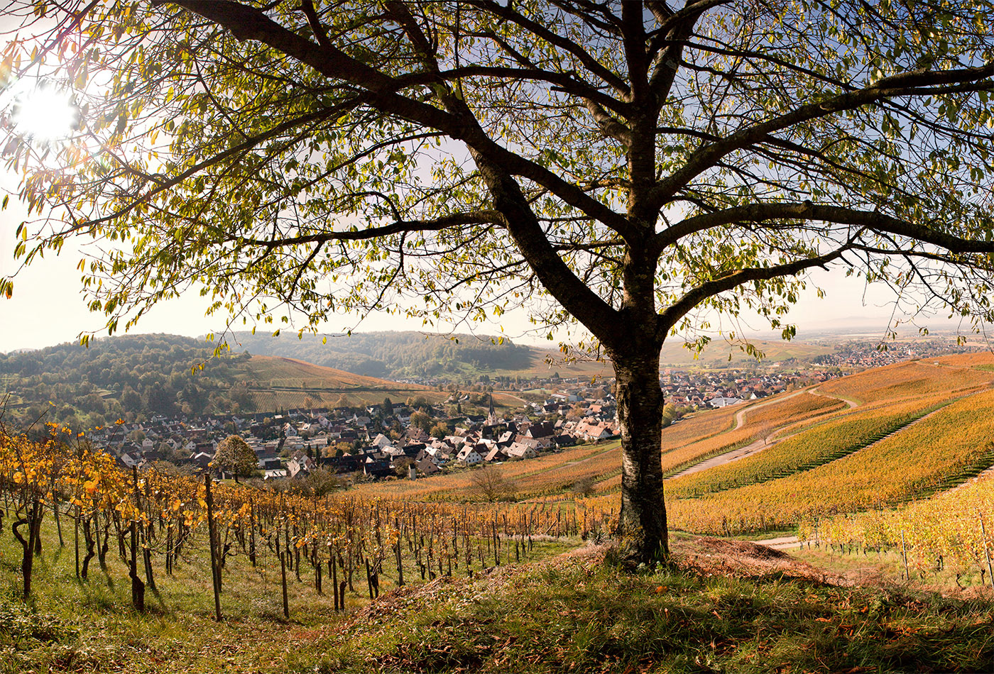 Ebringen Weinberge