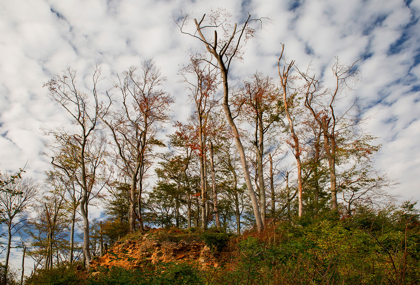 Herbstbäume 1
