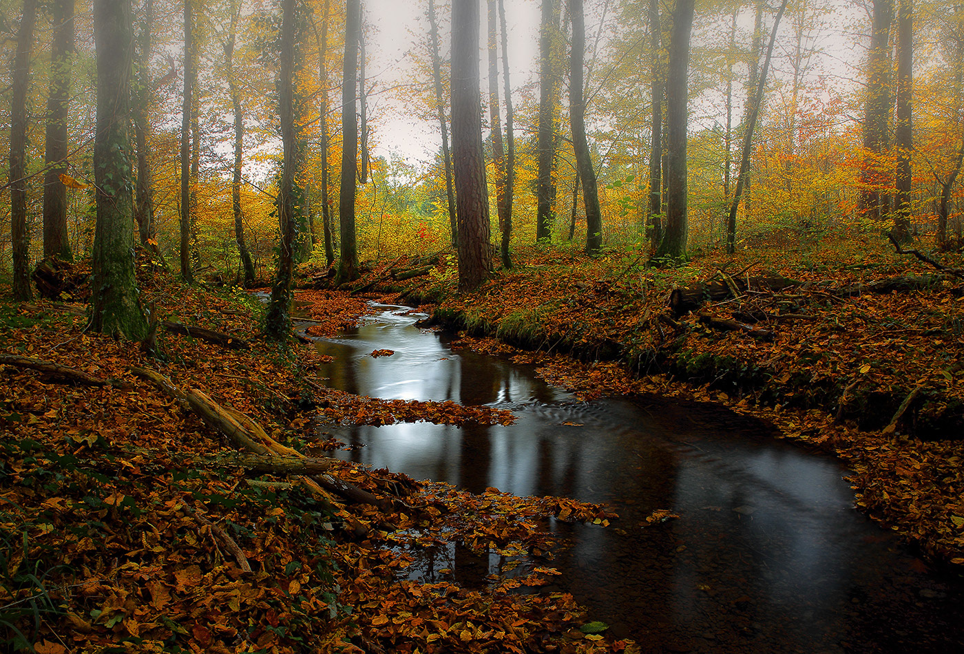 Allmendwald