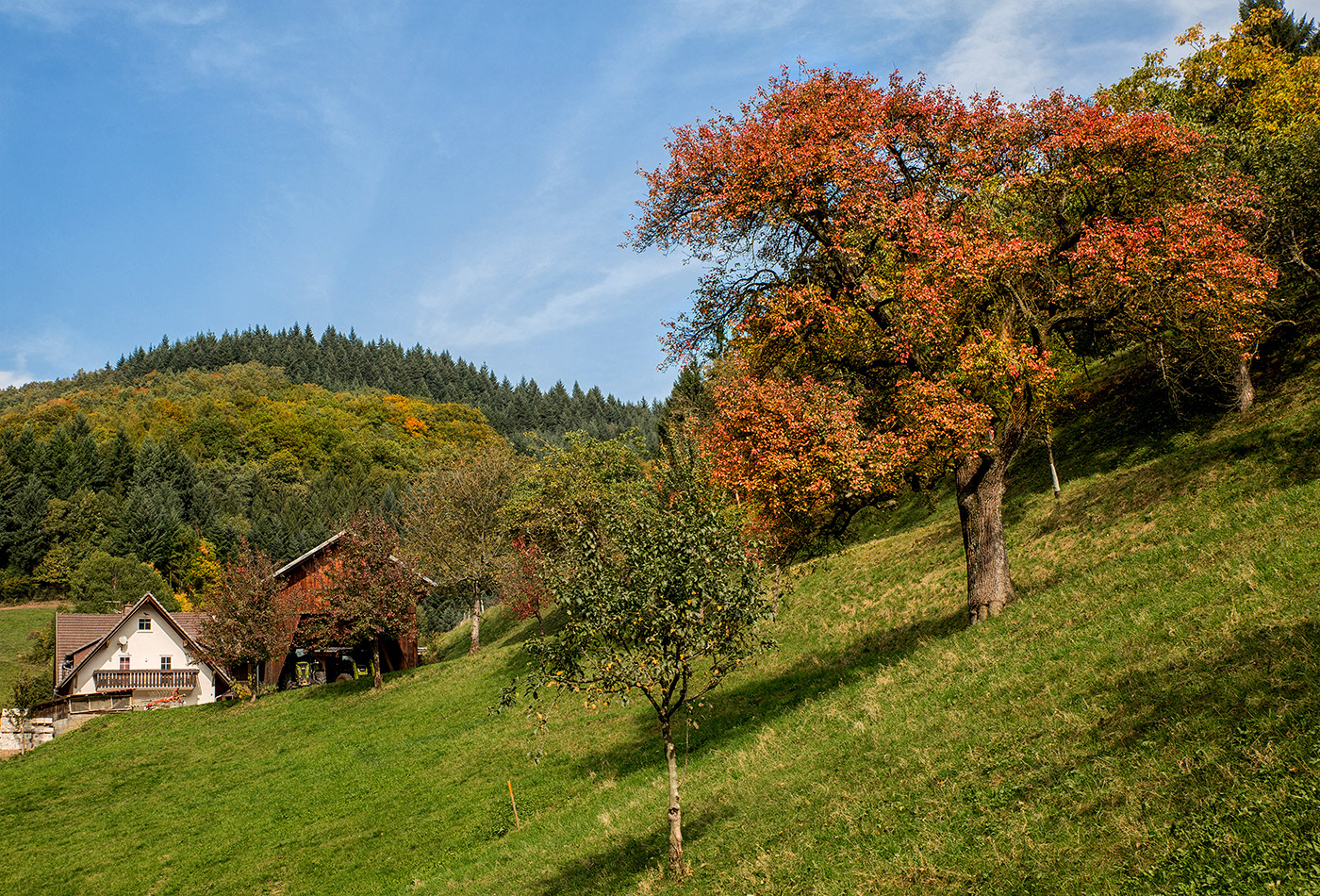Suggental