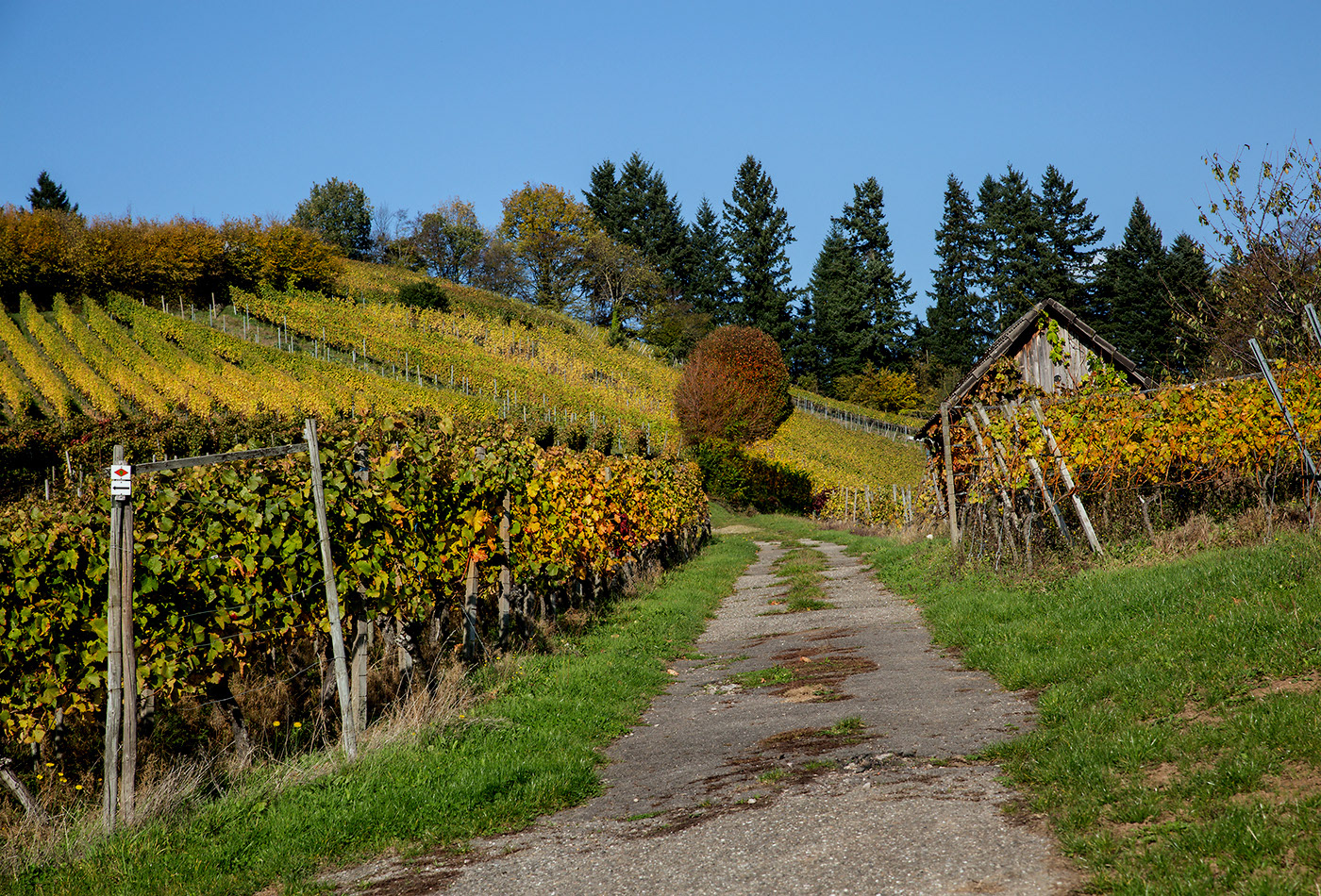 Sexauer Weinberg