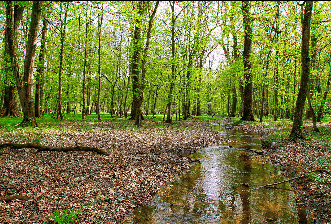 Auewald