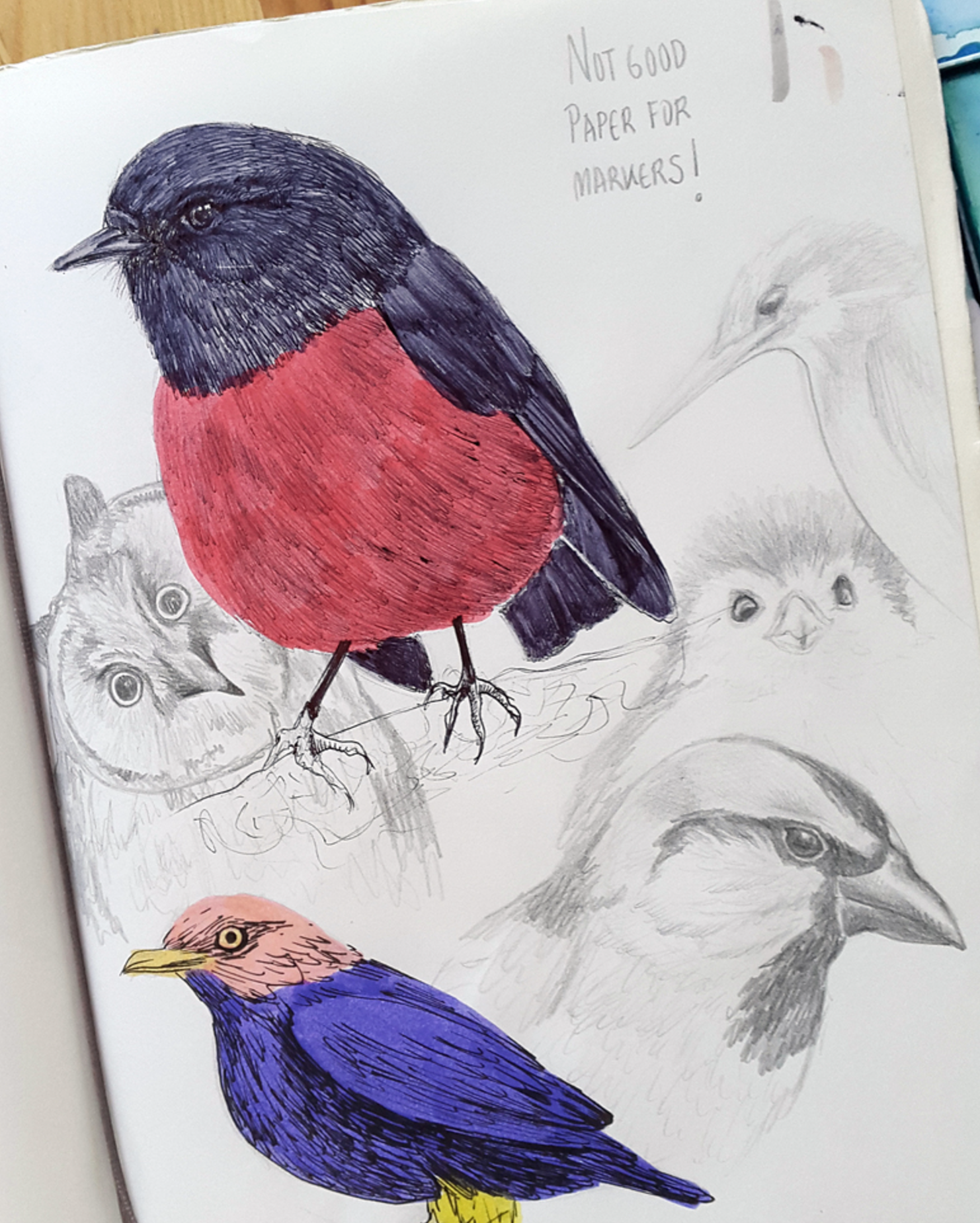 birds on different materials