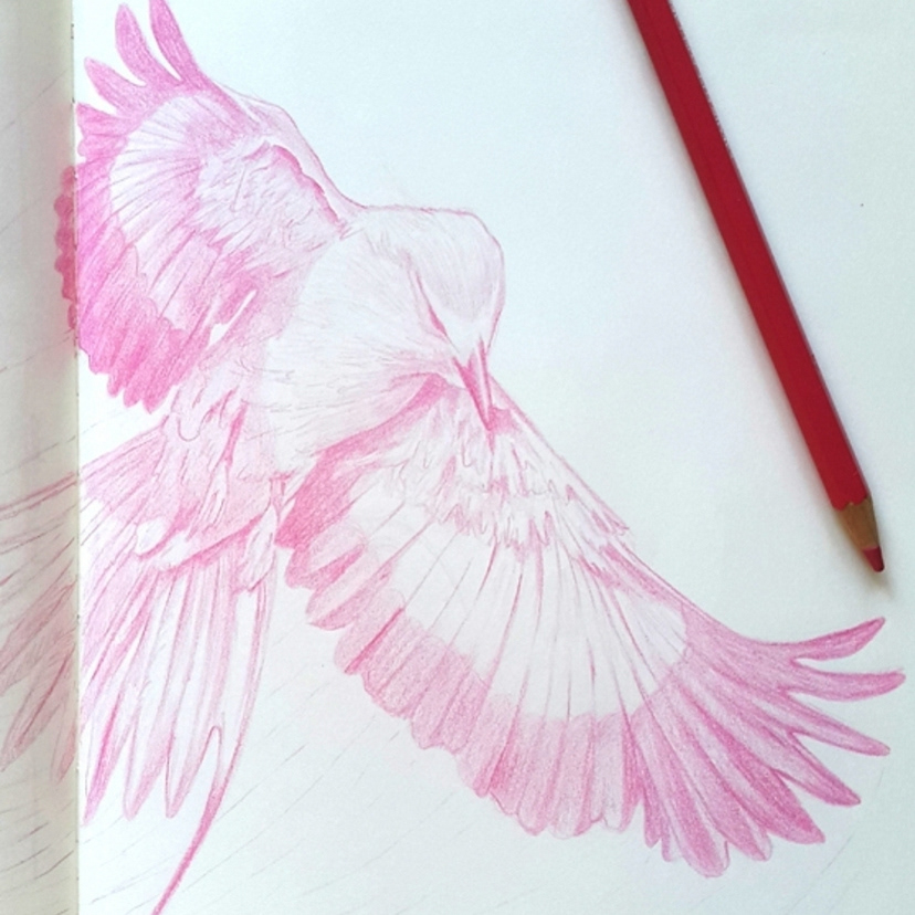 bird drawing