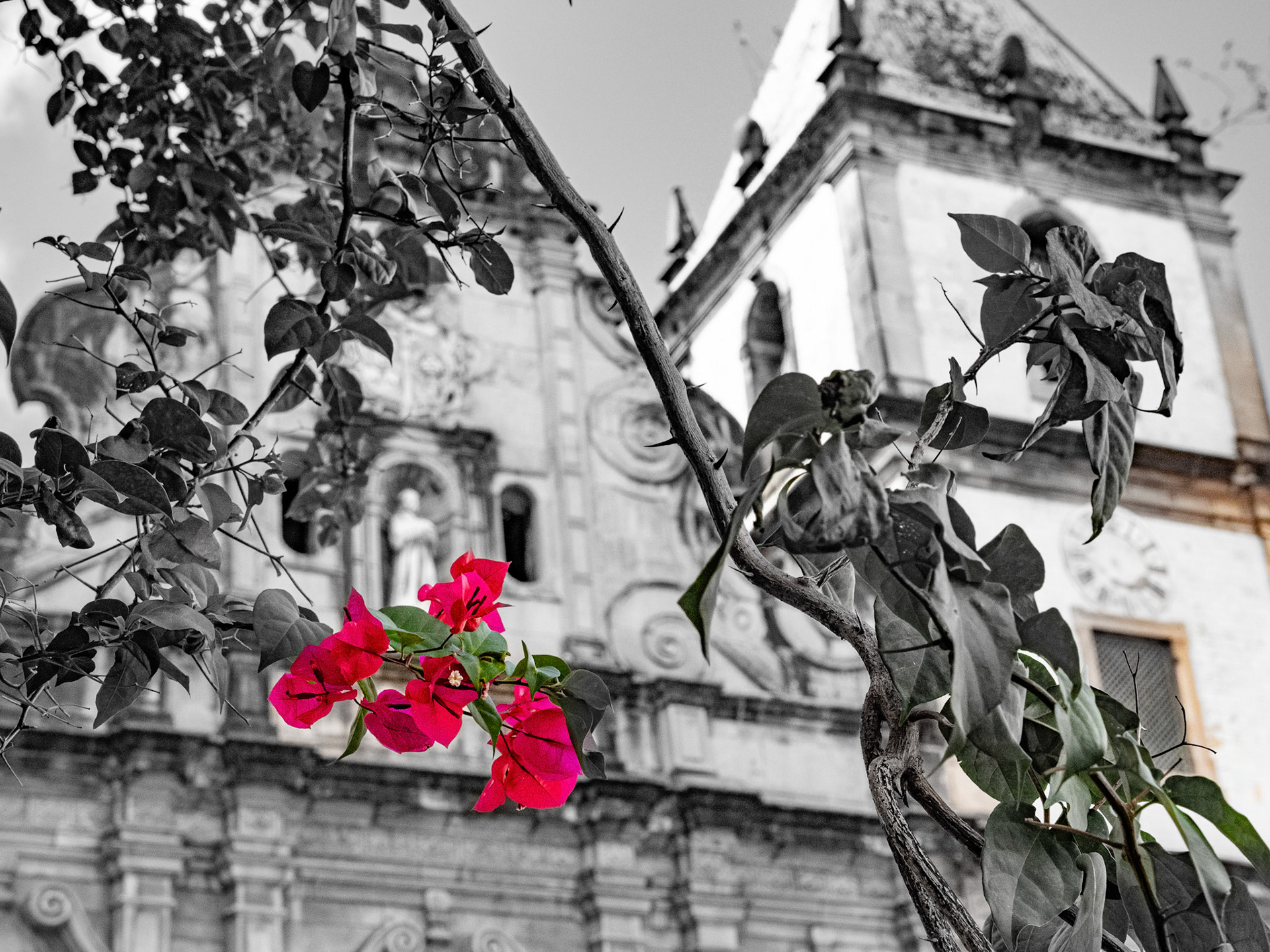 Bougainvillea flower with the San Francisco Convent and Church in the background