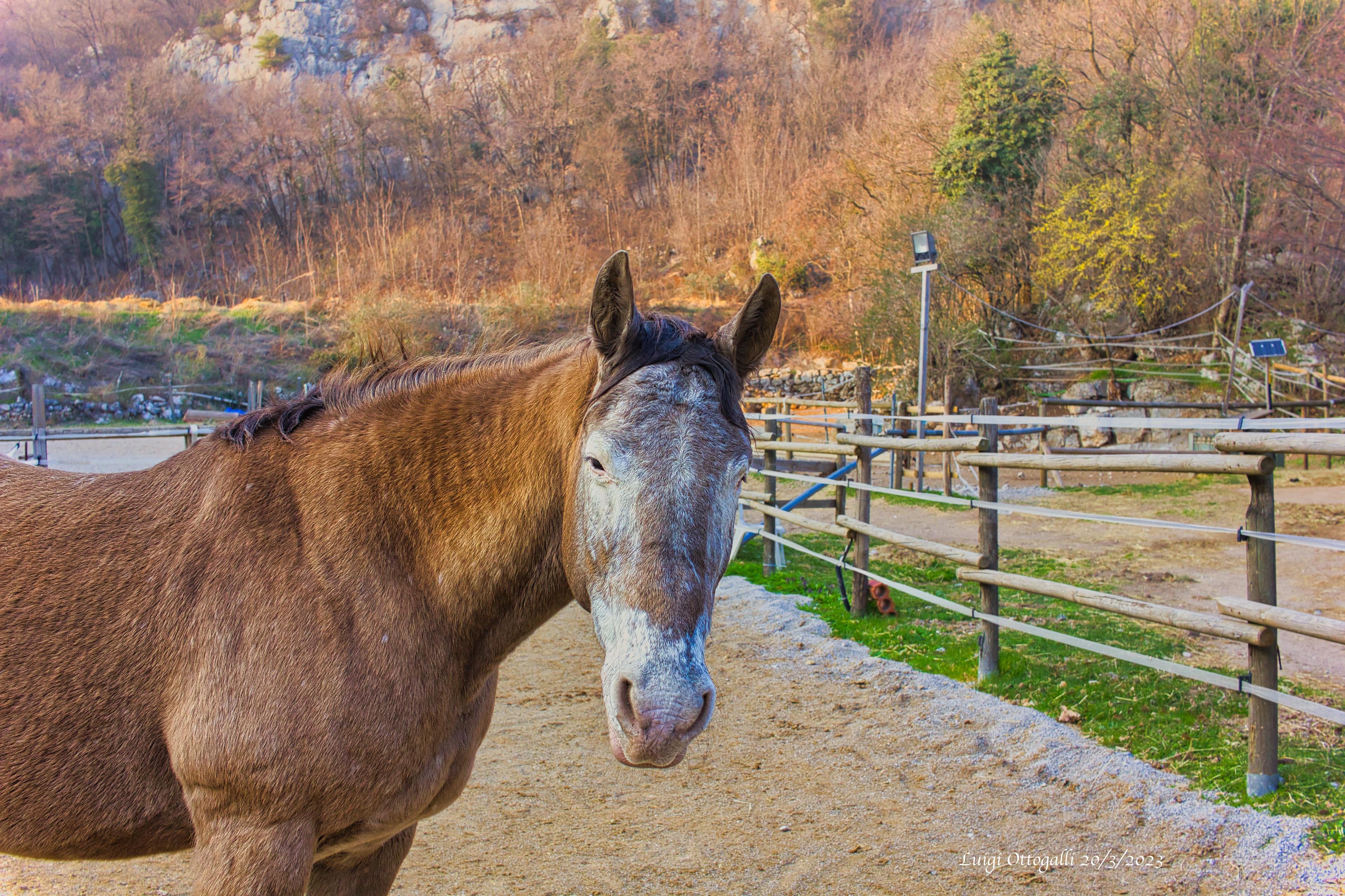 Holly Appaloosa di venti anni cieca-Twenty-year-old blind Appaloosa