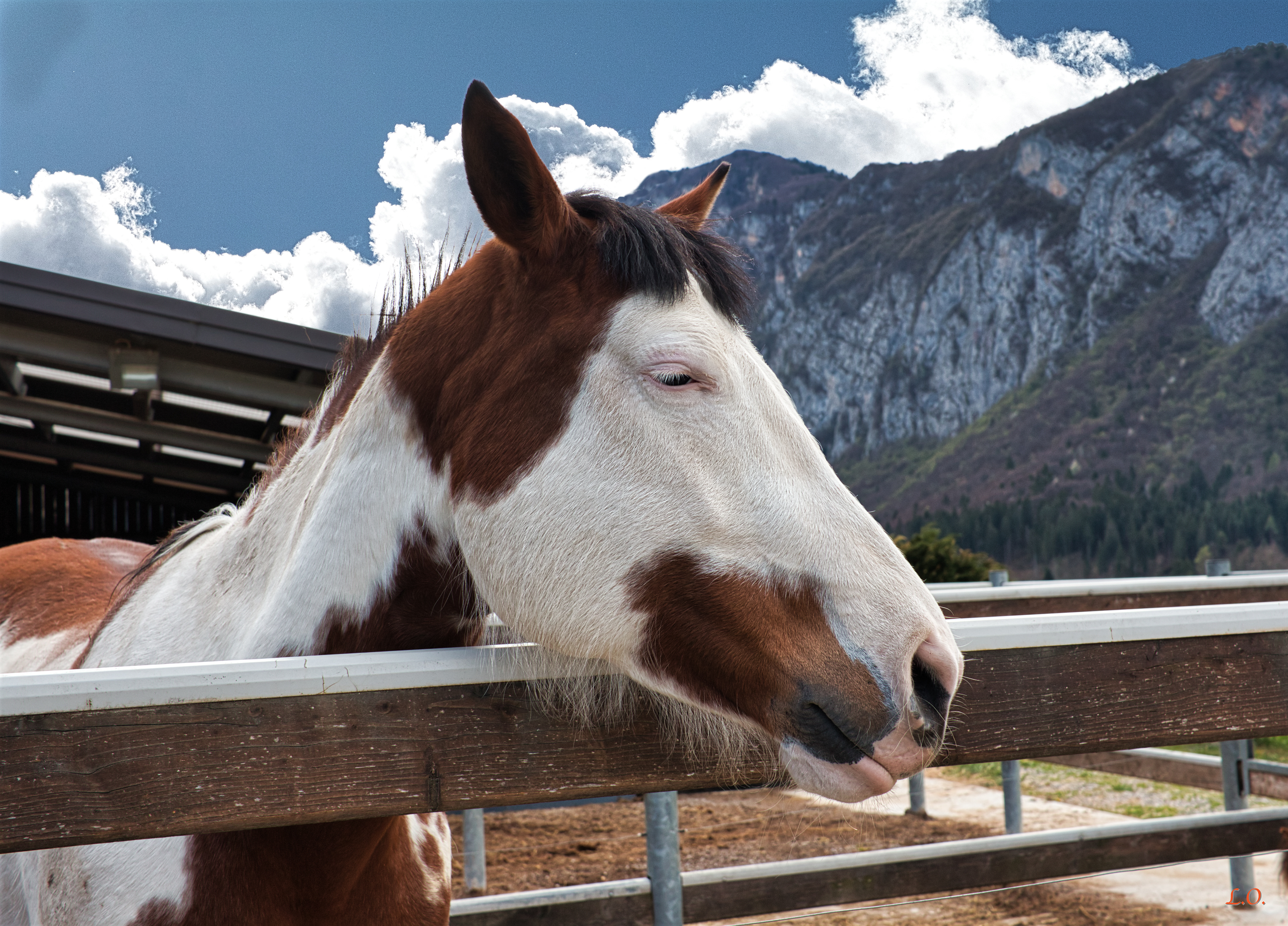 Giovane cavalla Paint - Young paint mare